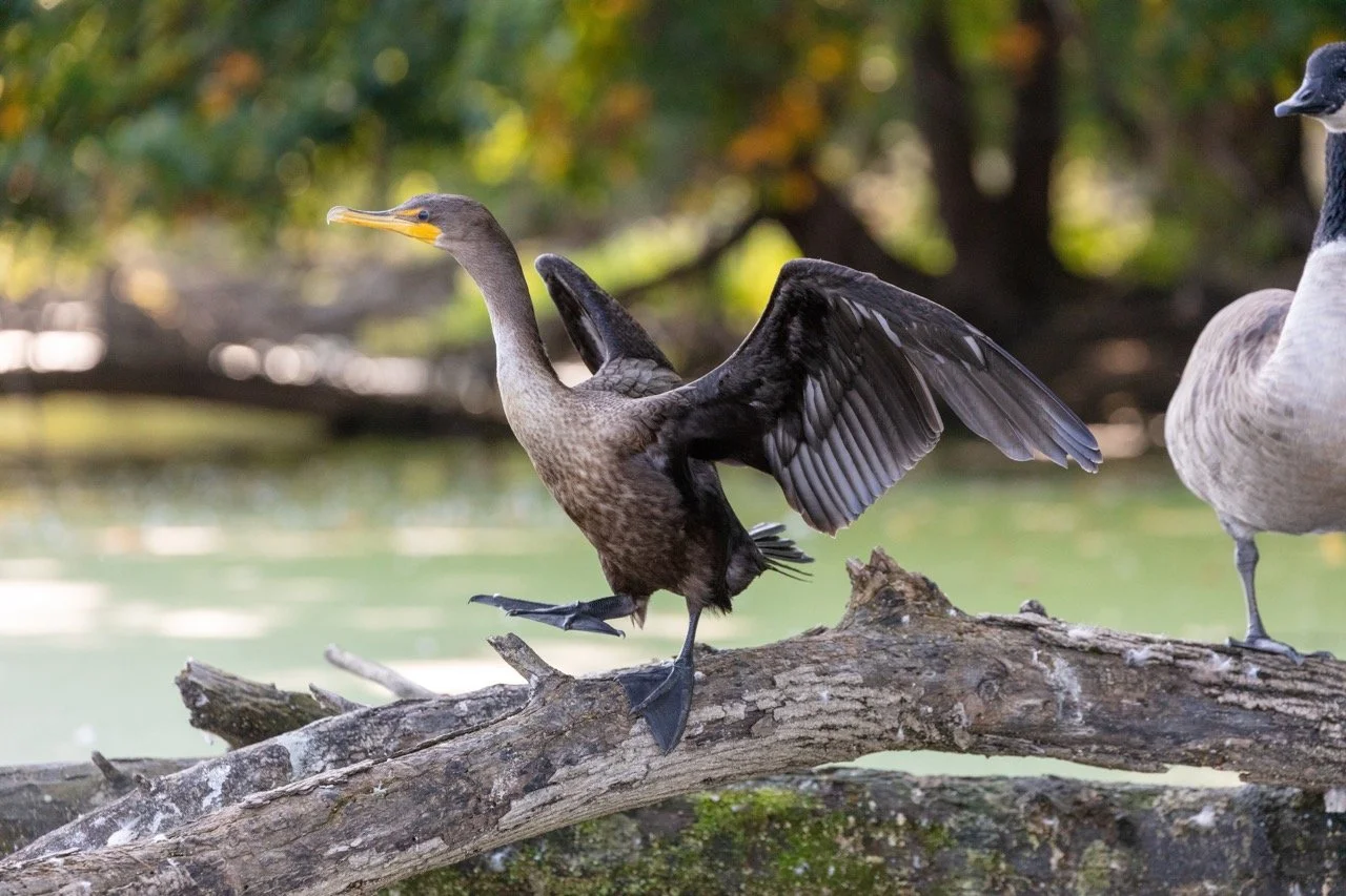 230923_Birds at the Lagoon-19 Large.jpeg