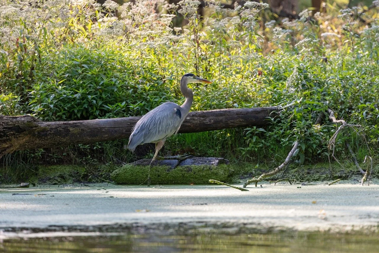 230923_Birds at the Lagoon-10 Large.jpeg