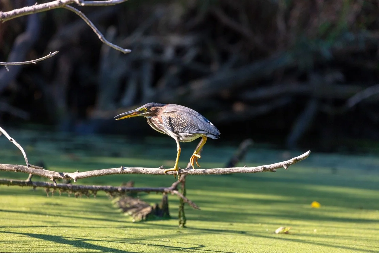 230923_Birds at the Lagoon-67 Large.jpeg