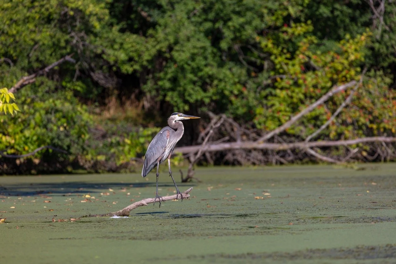 230923_Birds at the Lagoon-50 Large.jpeg