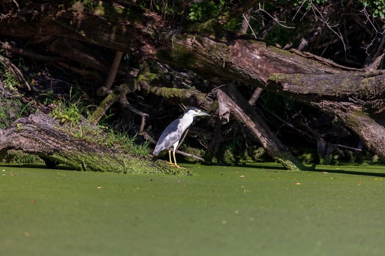 230923_Birds at the Lagoon-44 Large.jpeg