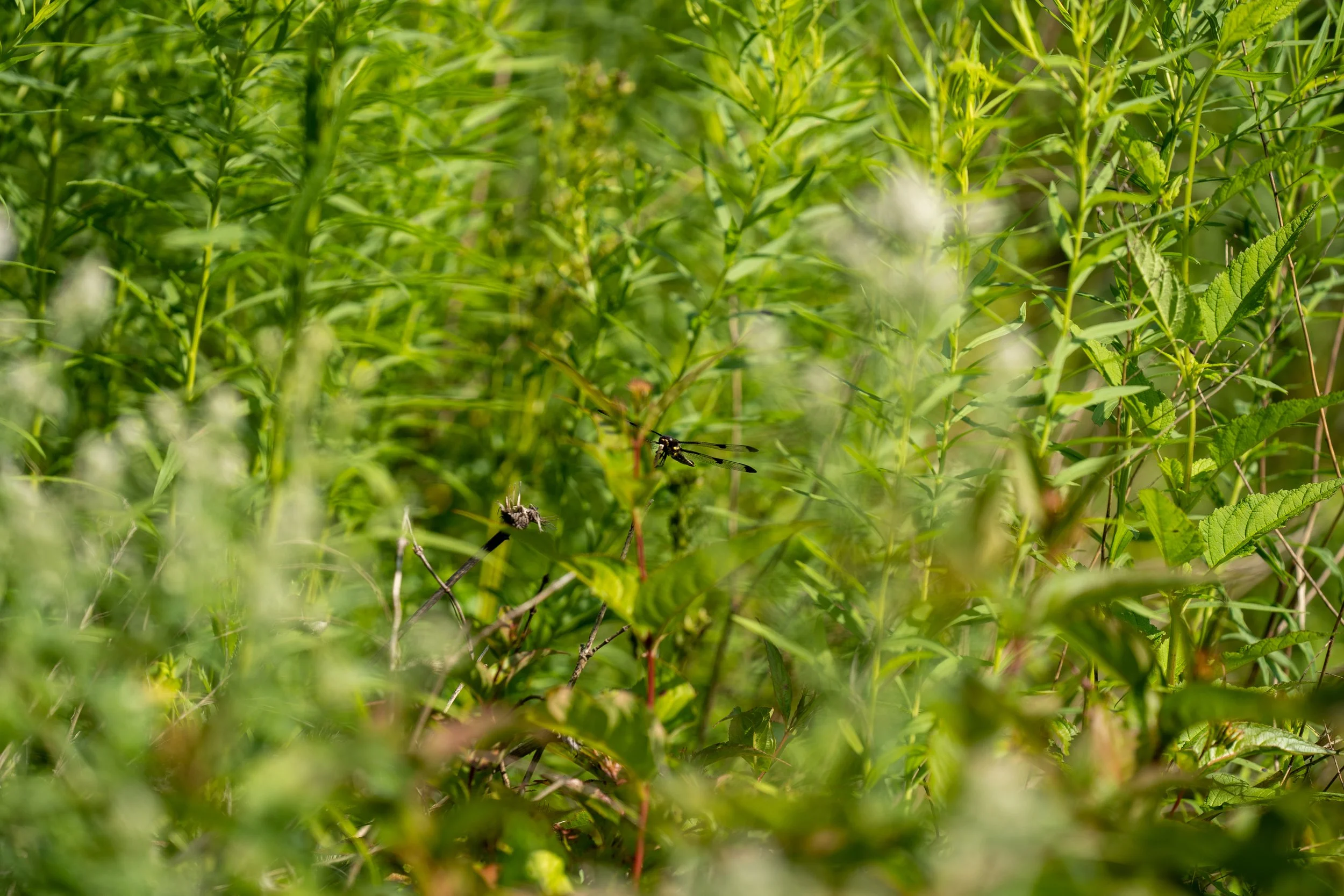 220727_Nature shots-14.jpg