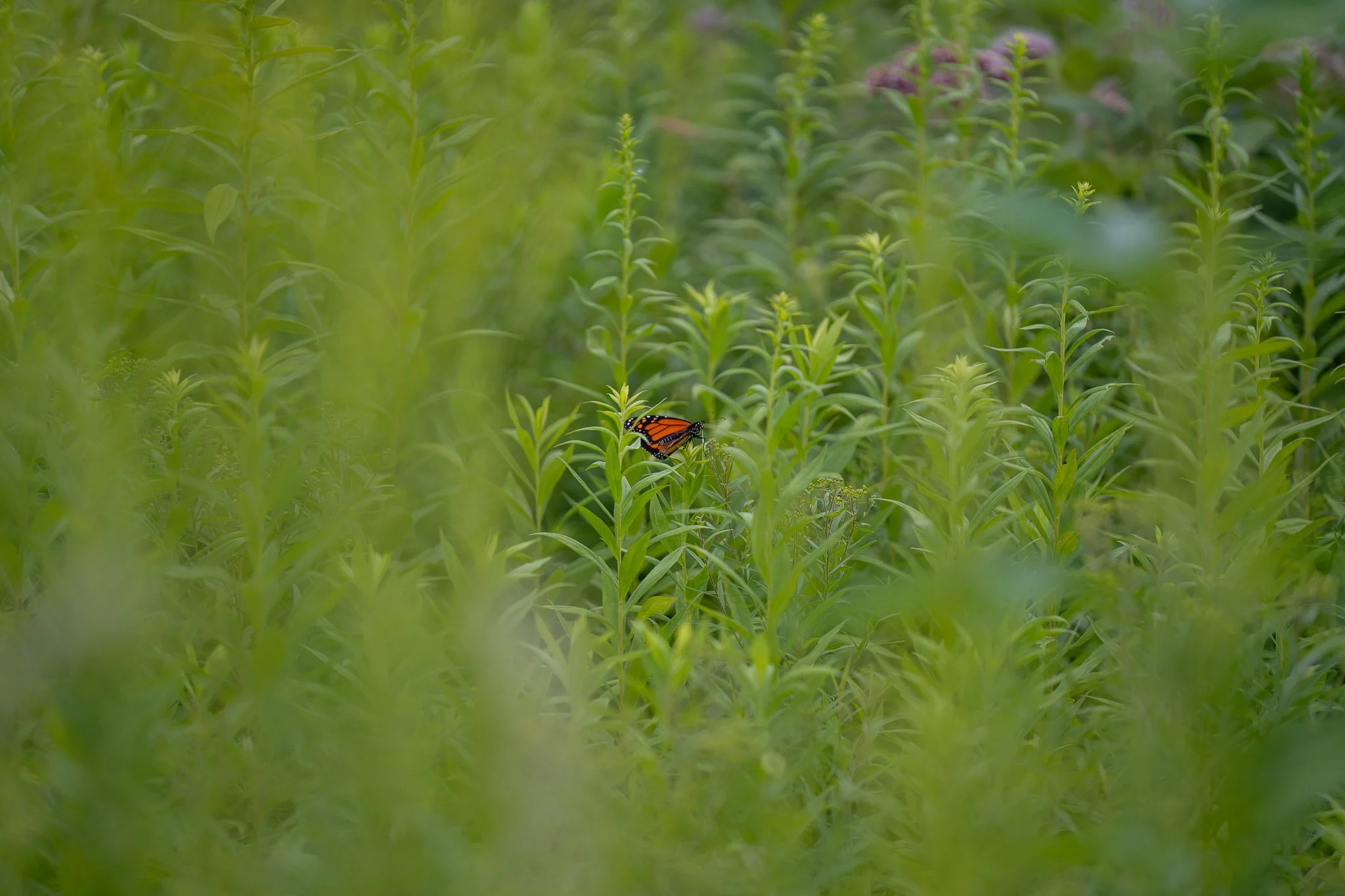 220812_Butterflies-5.jpg