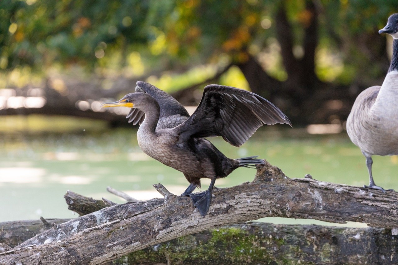 230923_Birds at the Lagoon-18 Large.jpeg