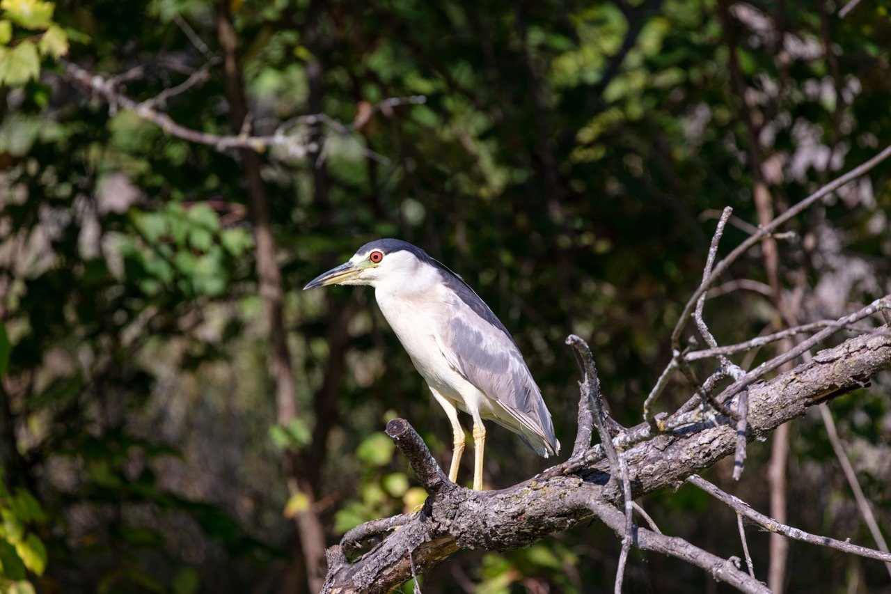 230923_Birds at the Lagoon-36 Large.jpeg