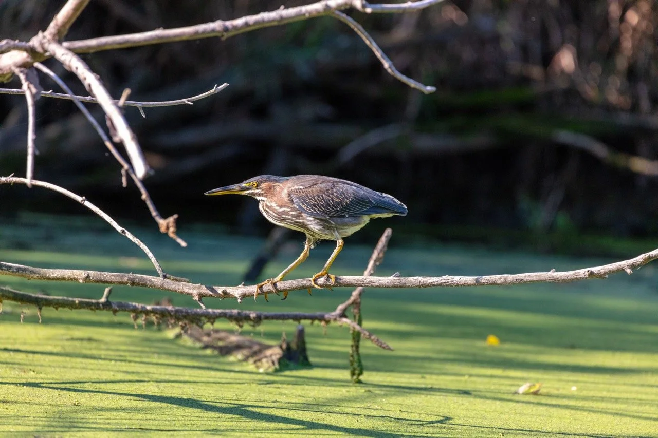 230923_Birds at the Lagoon-65 Large.jpeg