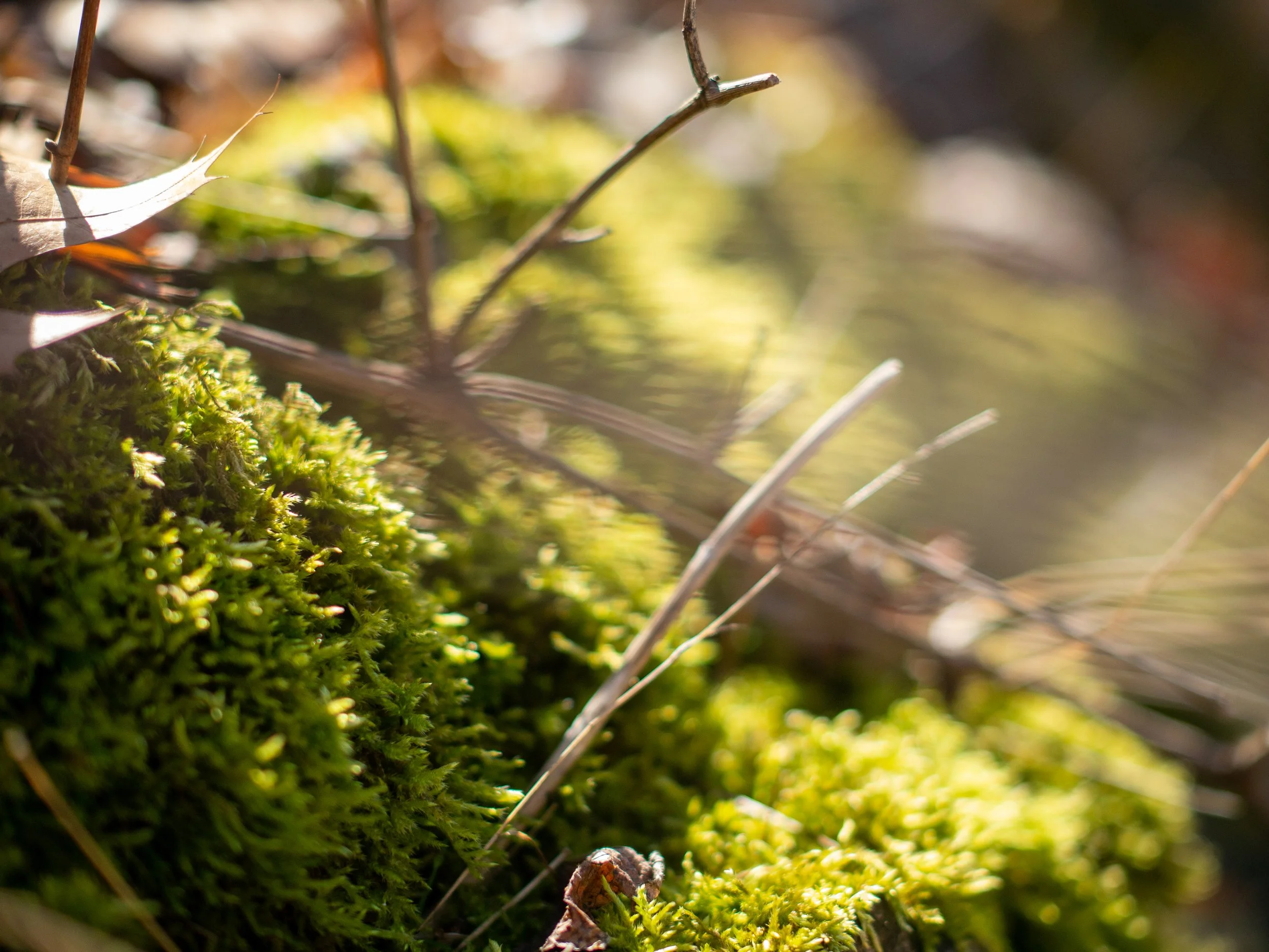 Walk to the beach-07.jpg