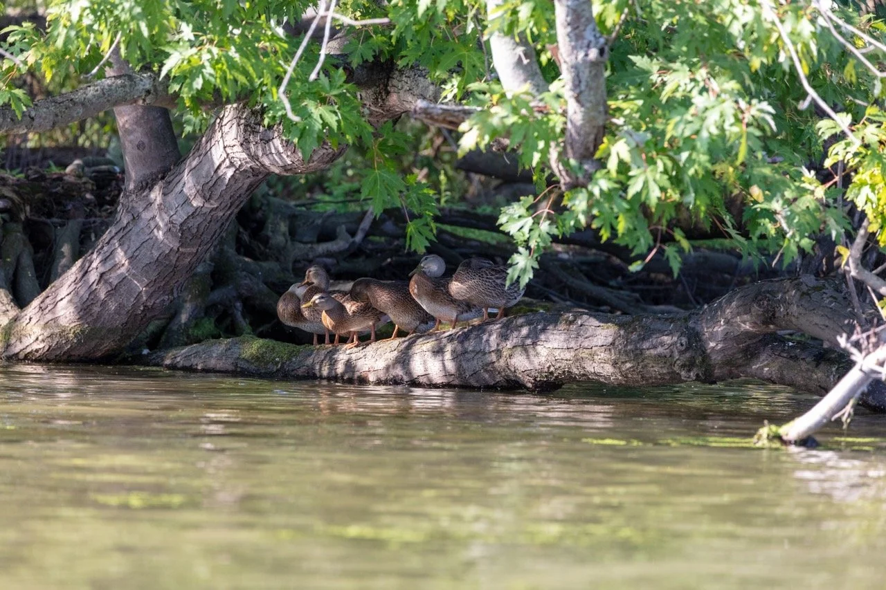 230923_Birds at the Lagoon-15 Large.jpeg