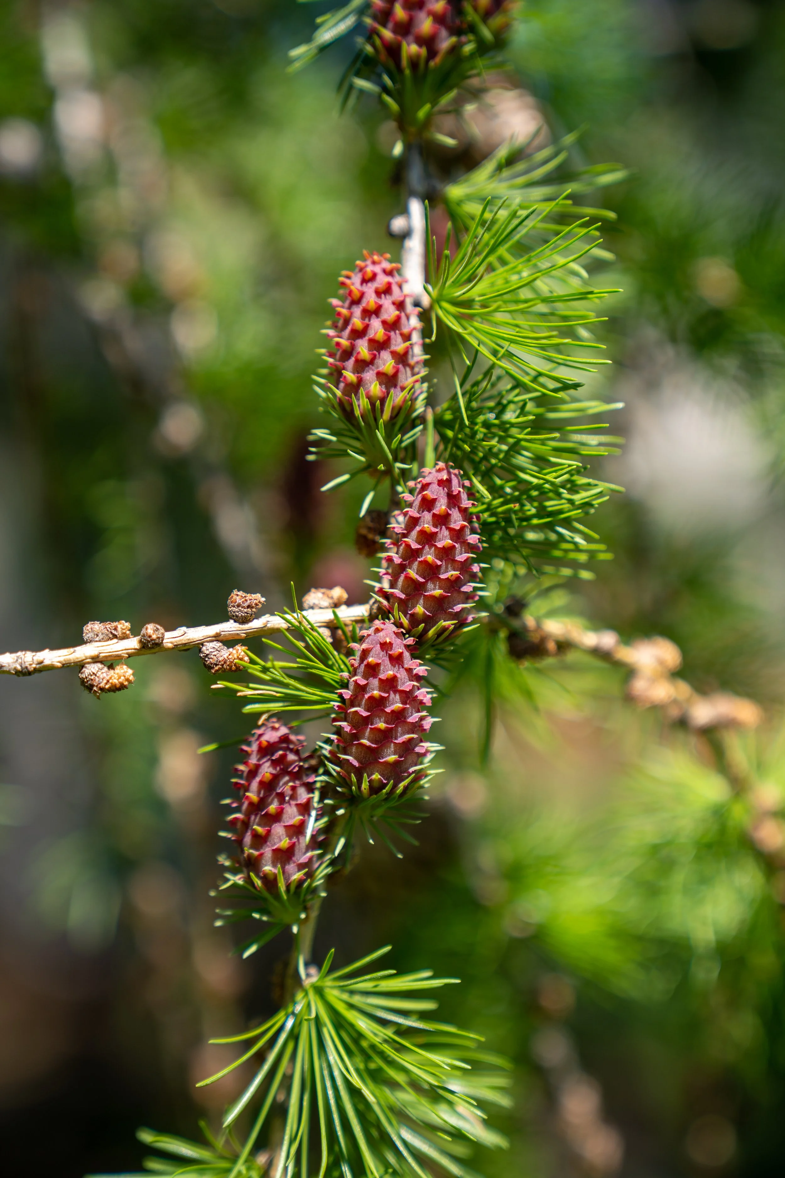 220517_Pinecones-2.jpg