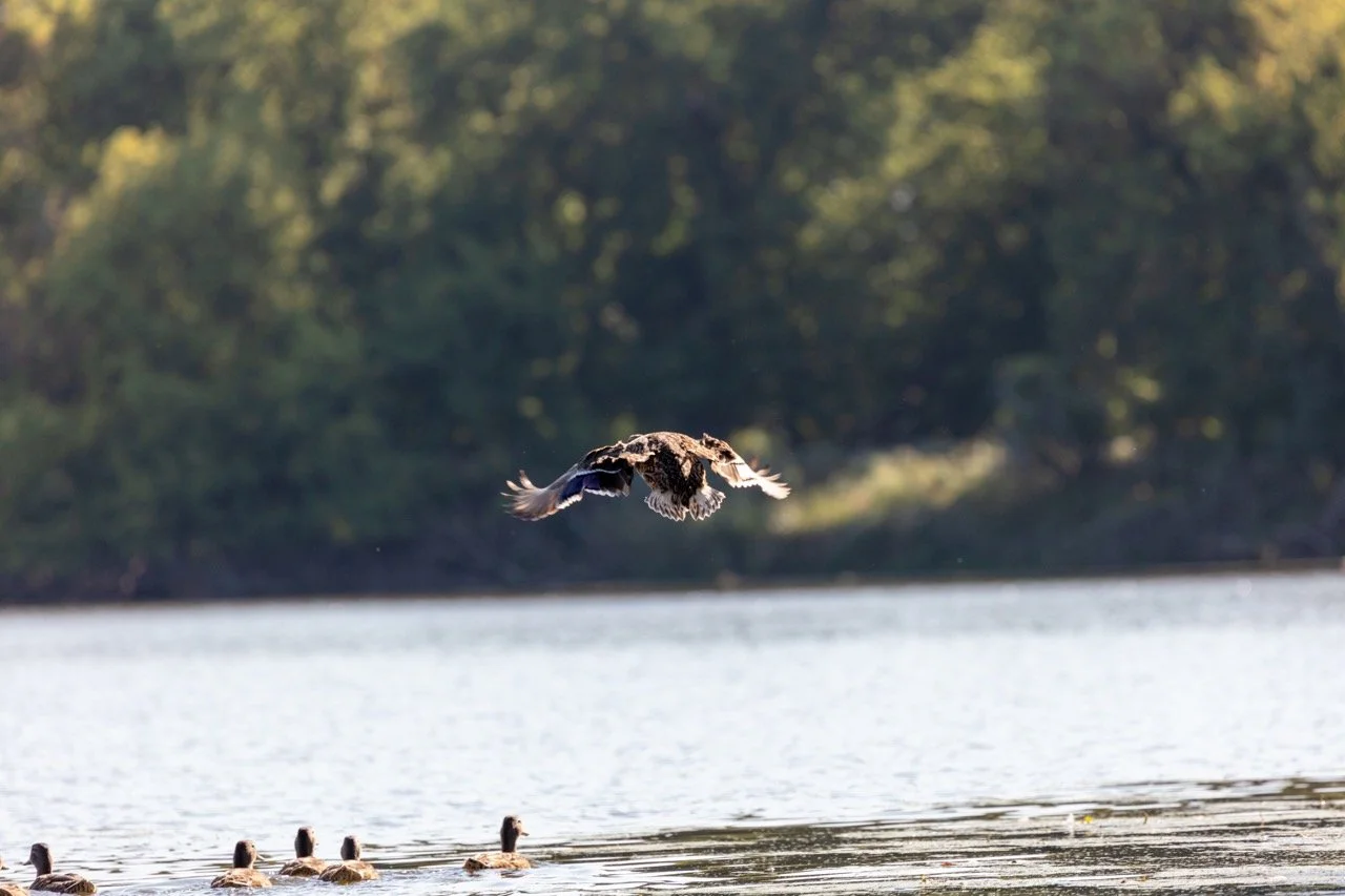 230923_Birds at the Lagoon-24 Large.jpeg