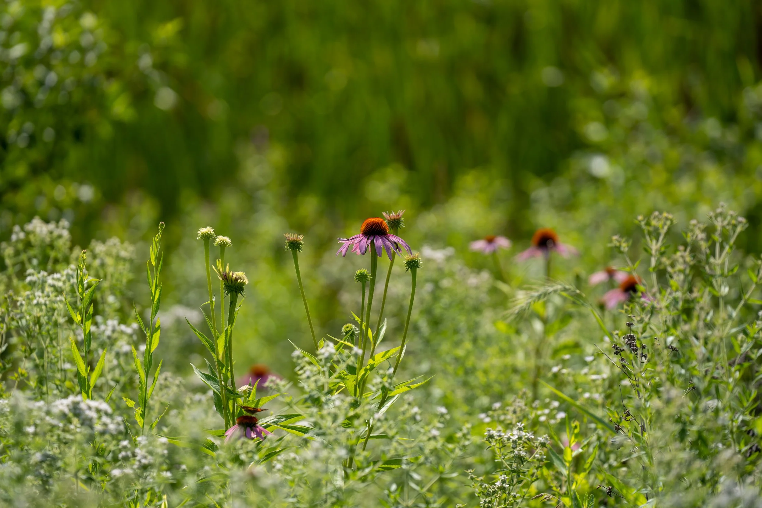 220727_Nature shots-23.jpg