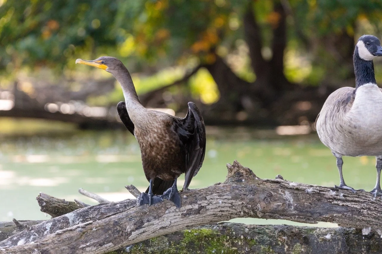 230923_Birds at the Lagoon-20 Large.jpeg