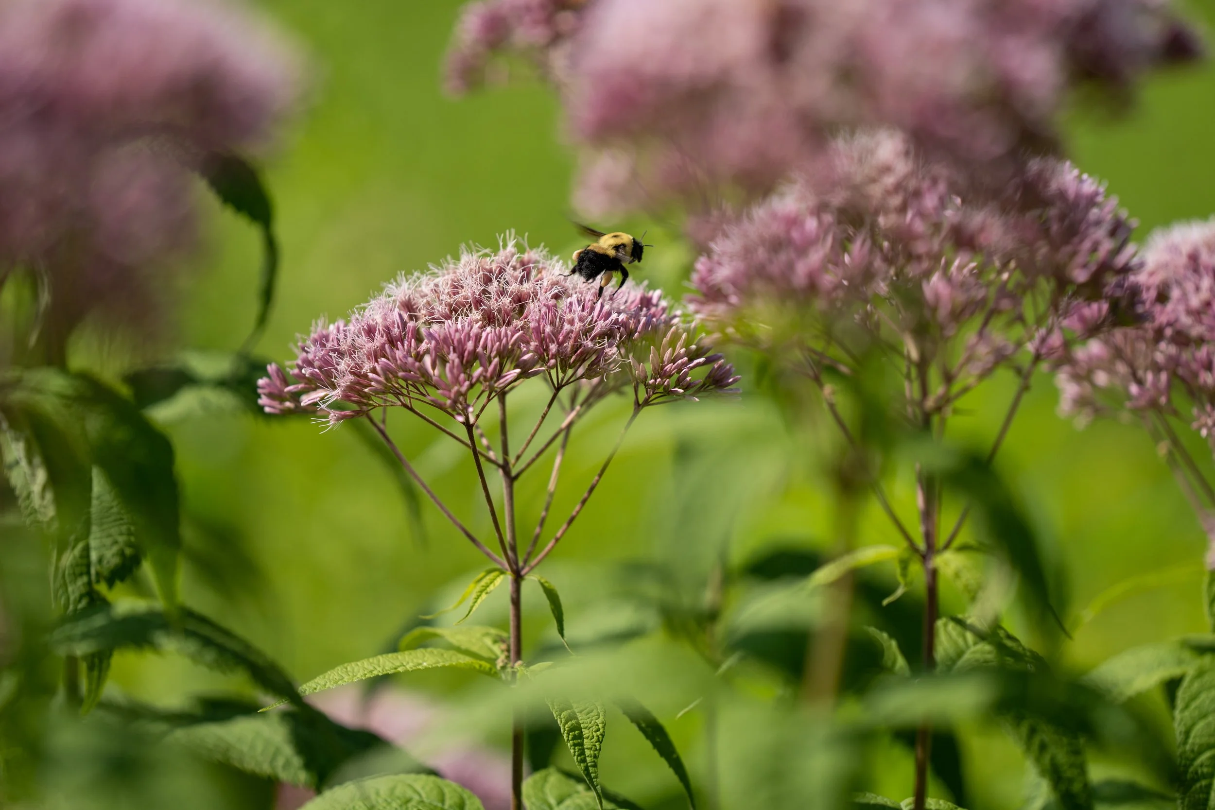 220727_Nature shots-08.jpg