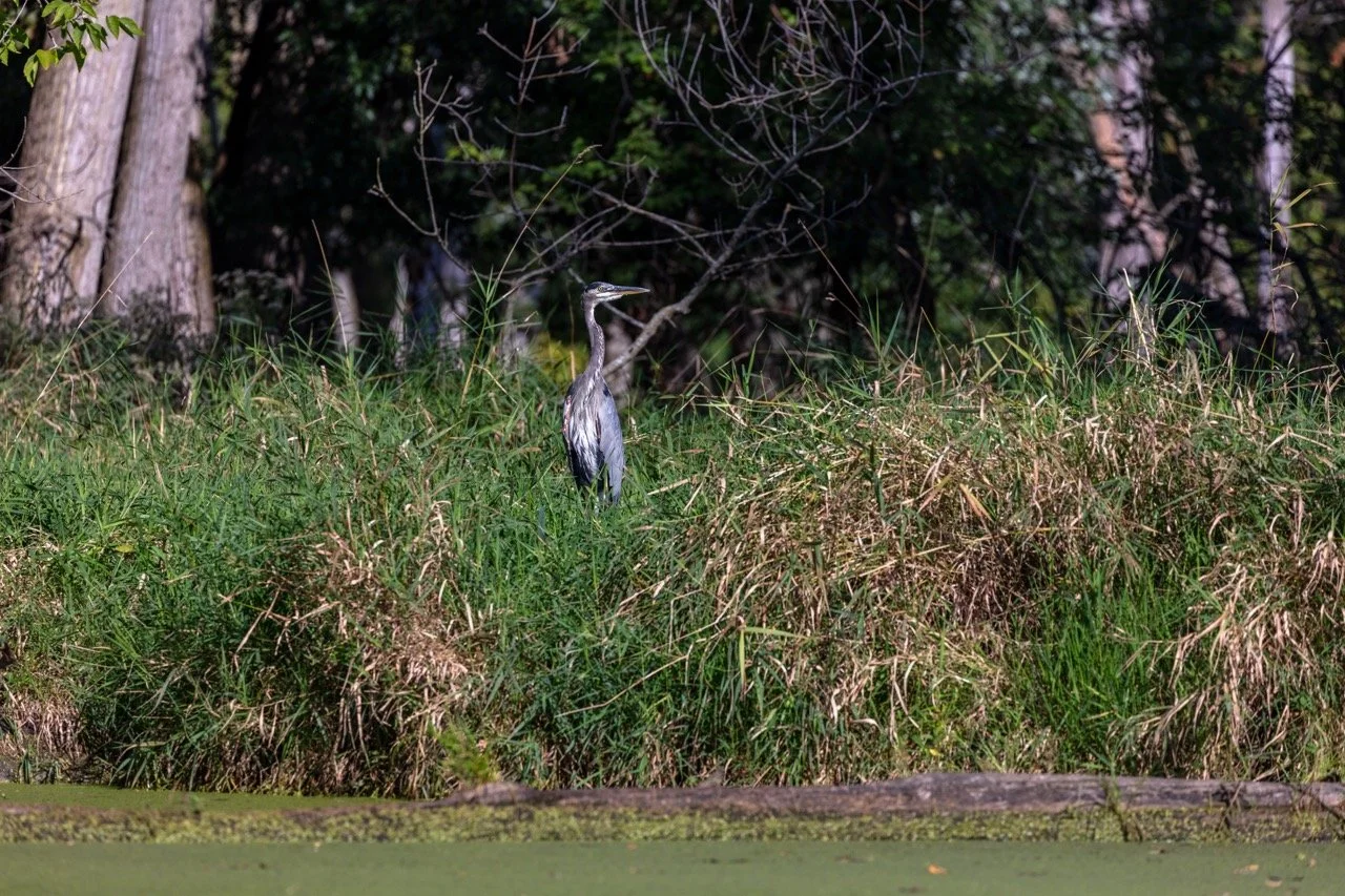 230923_Birds at the Lagoon-55 Large.jpeg
