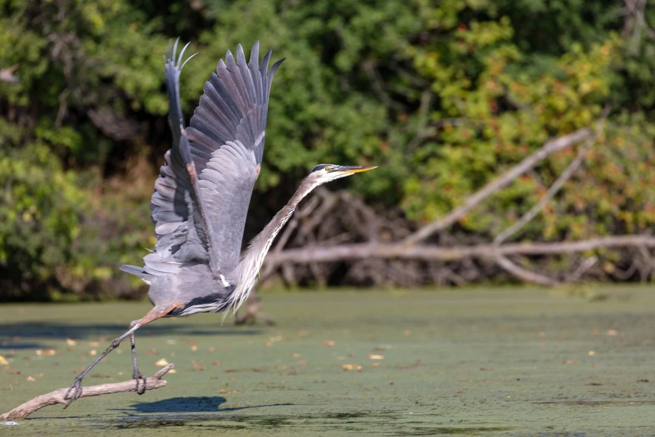 230923_Birds at the Lagoon-47 Large.jpeg