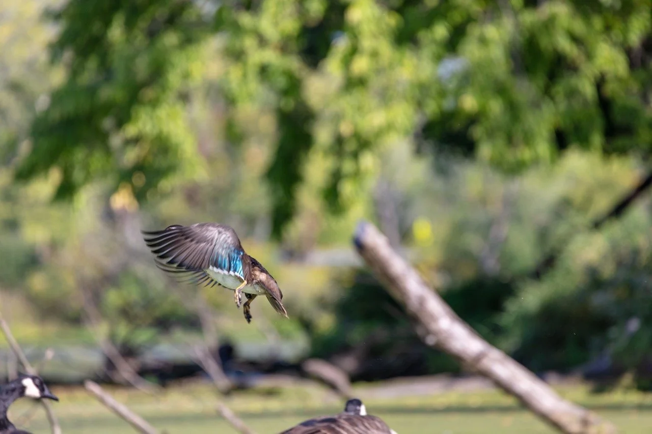 230923_Birds at the Lagoon-30 Large.jpeg