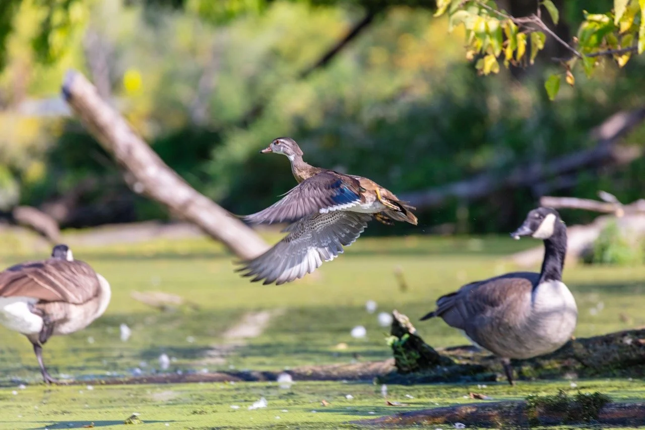 230923_Birds at the Lagoon-31 Large.jpeg