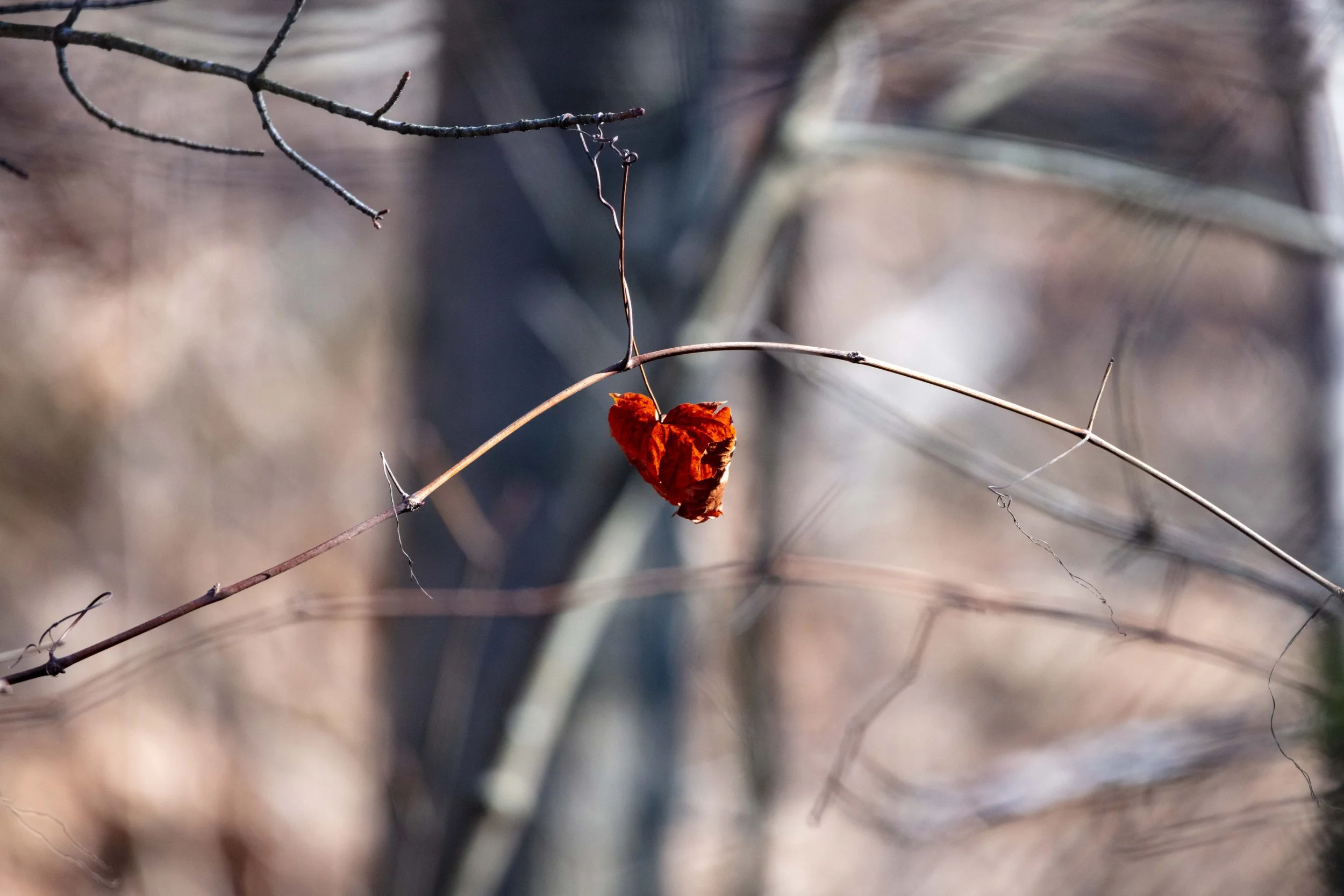 220328_Fix and Robin LR-09.jpg