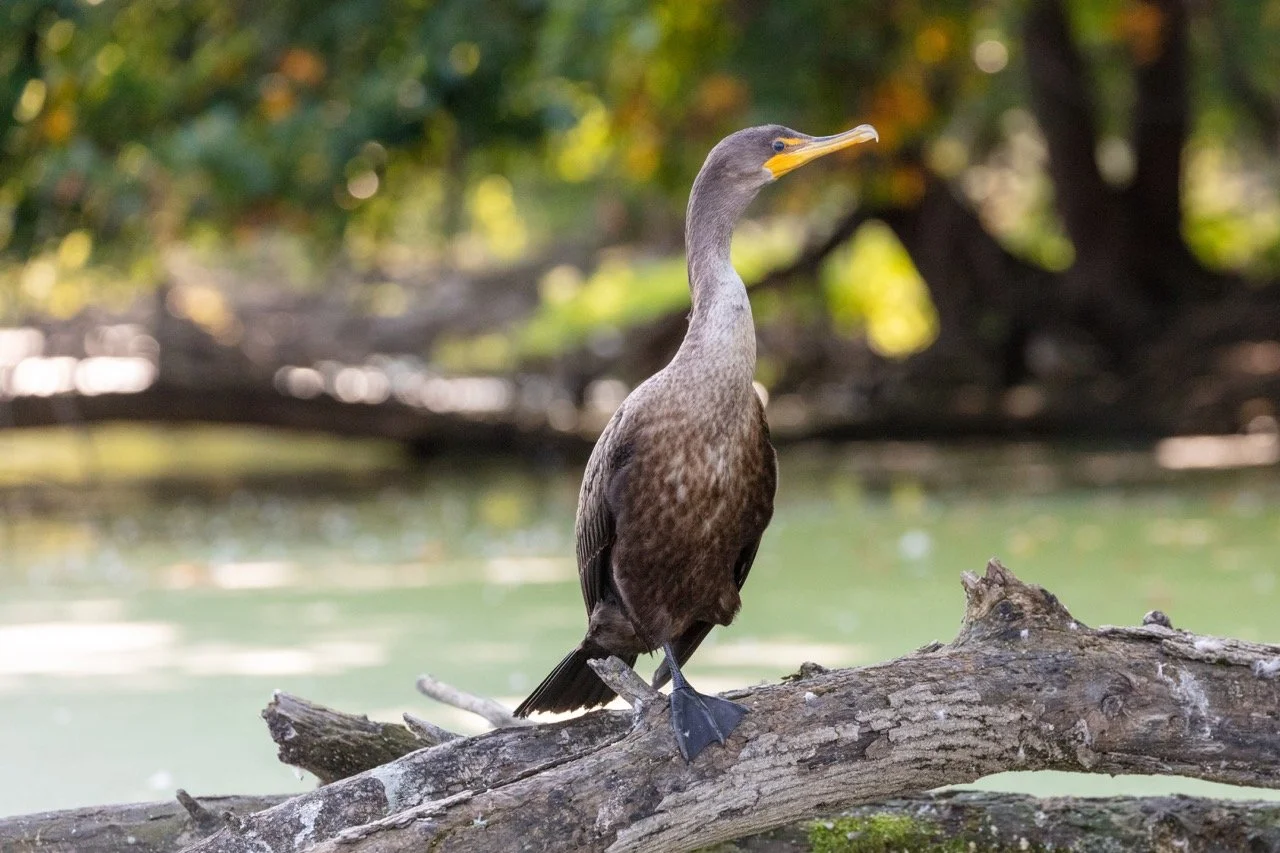 230923_Birds at the Lagoon-21 Large.jpeg