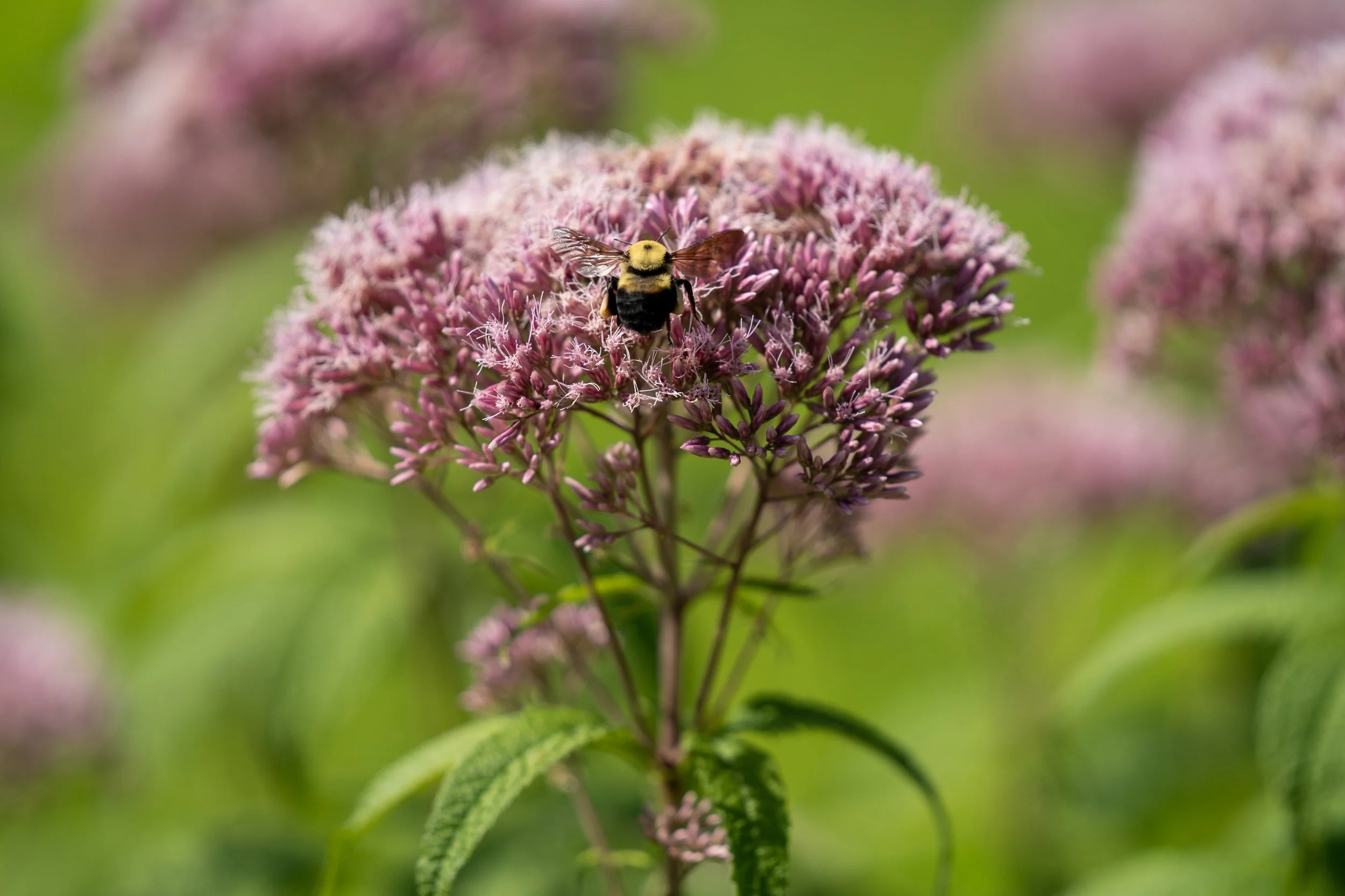 220727_Nature shots-05.jpg