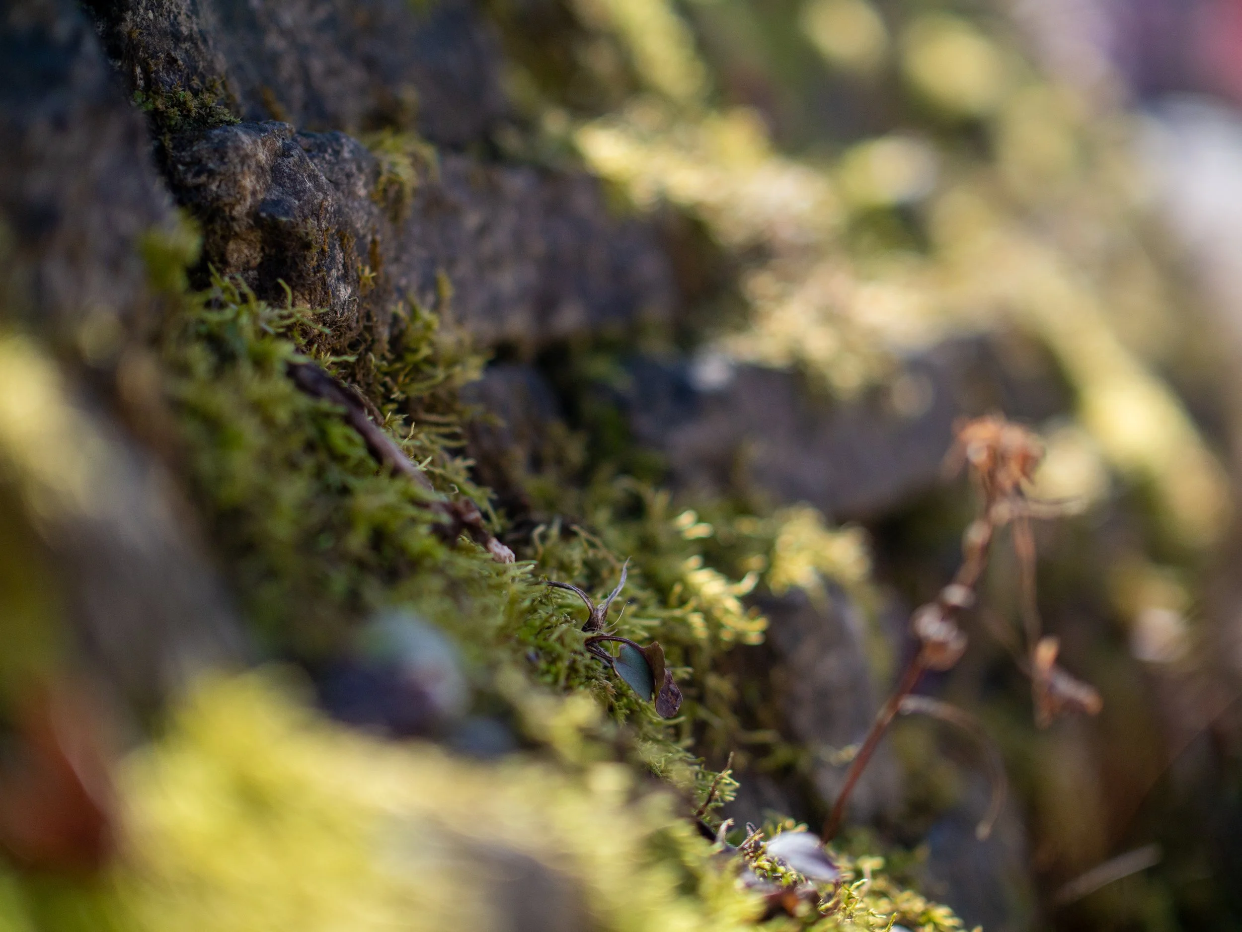 Walk to the beach-08.jpg