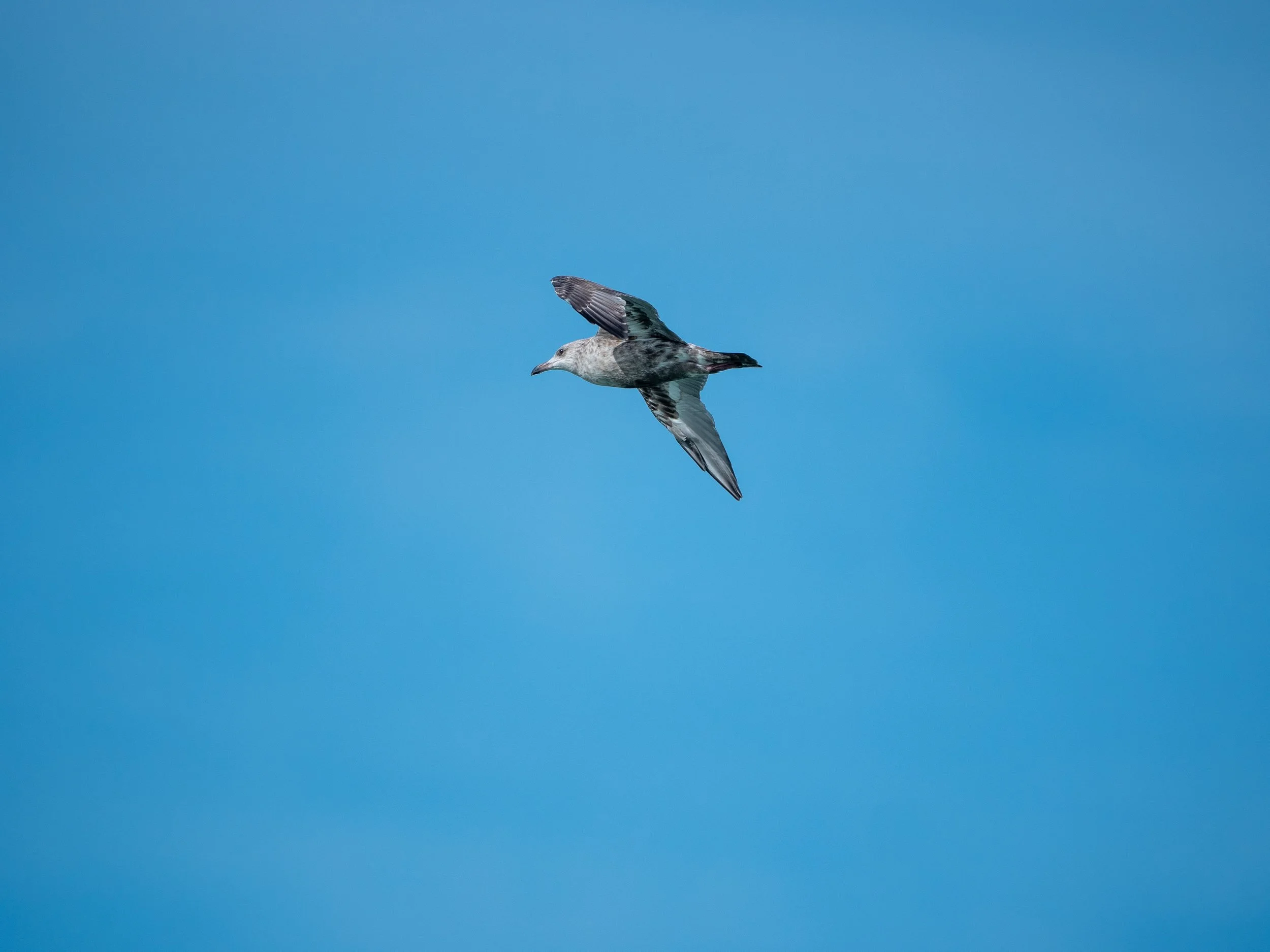 220813_Birds and more-32.jpg