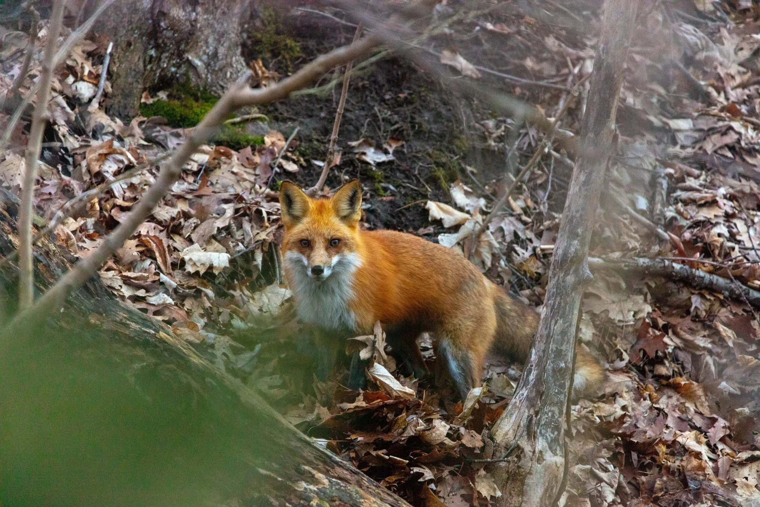 220328_Fix and Robin LR-03.jpg