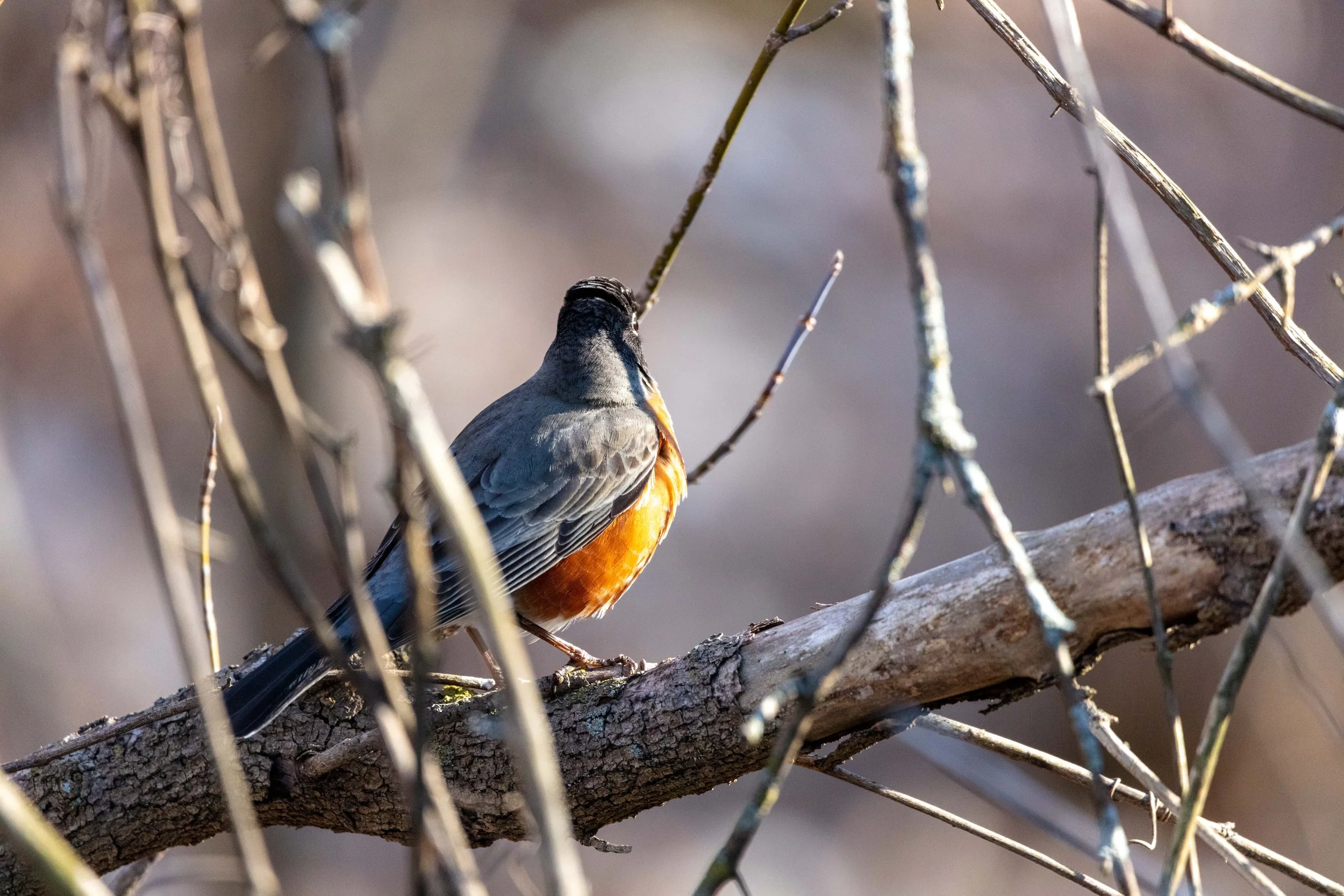 220328_Fix and Robin LR-08.jpg