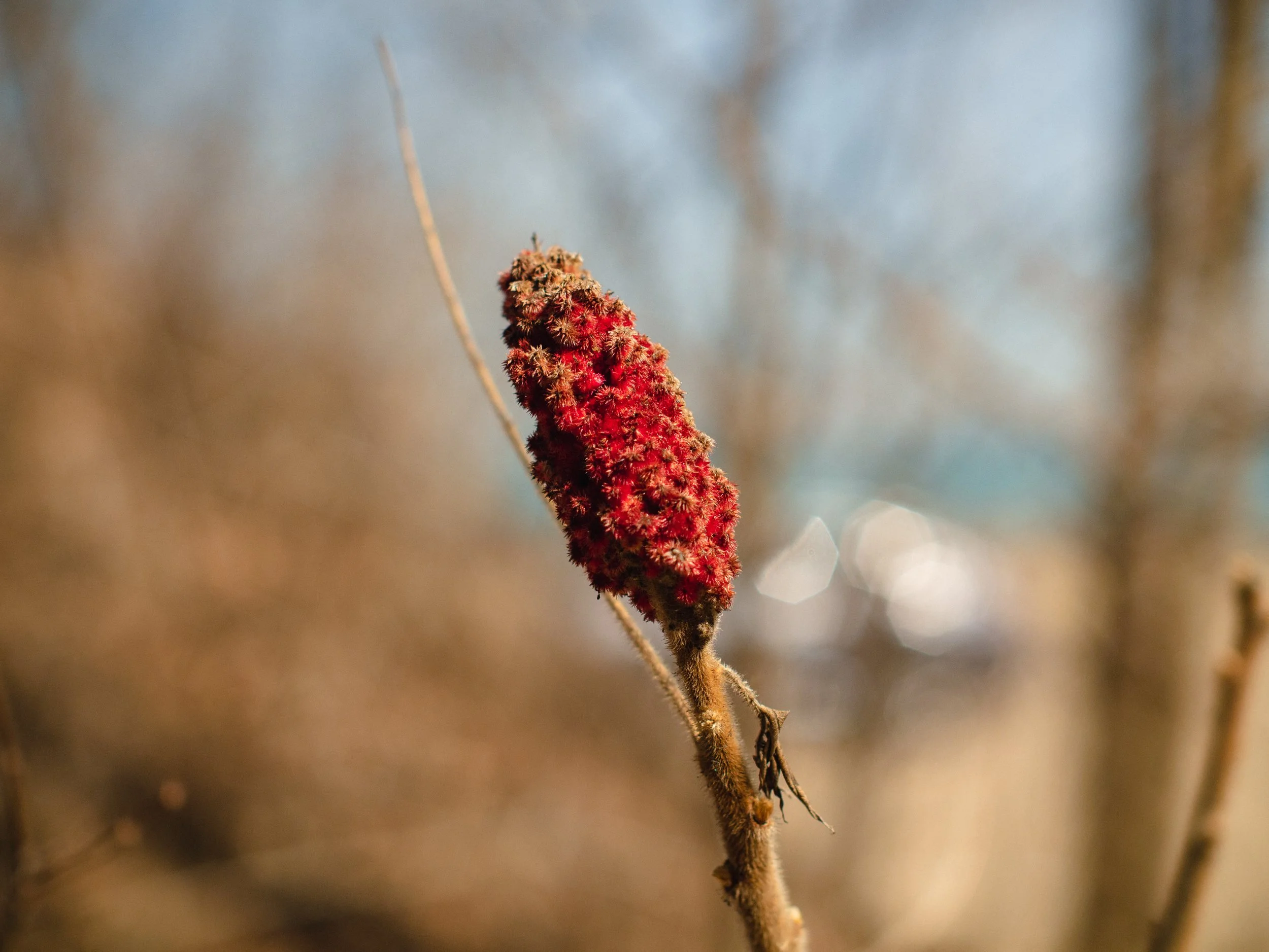 Walk to the beach-18.jpg