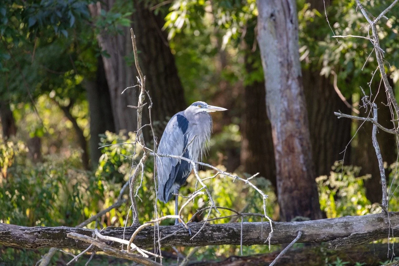 230923_Birds at the Lagoon-16 Large.jpeg