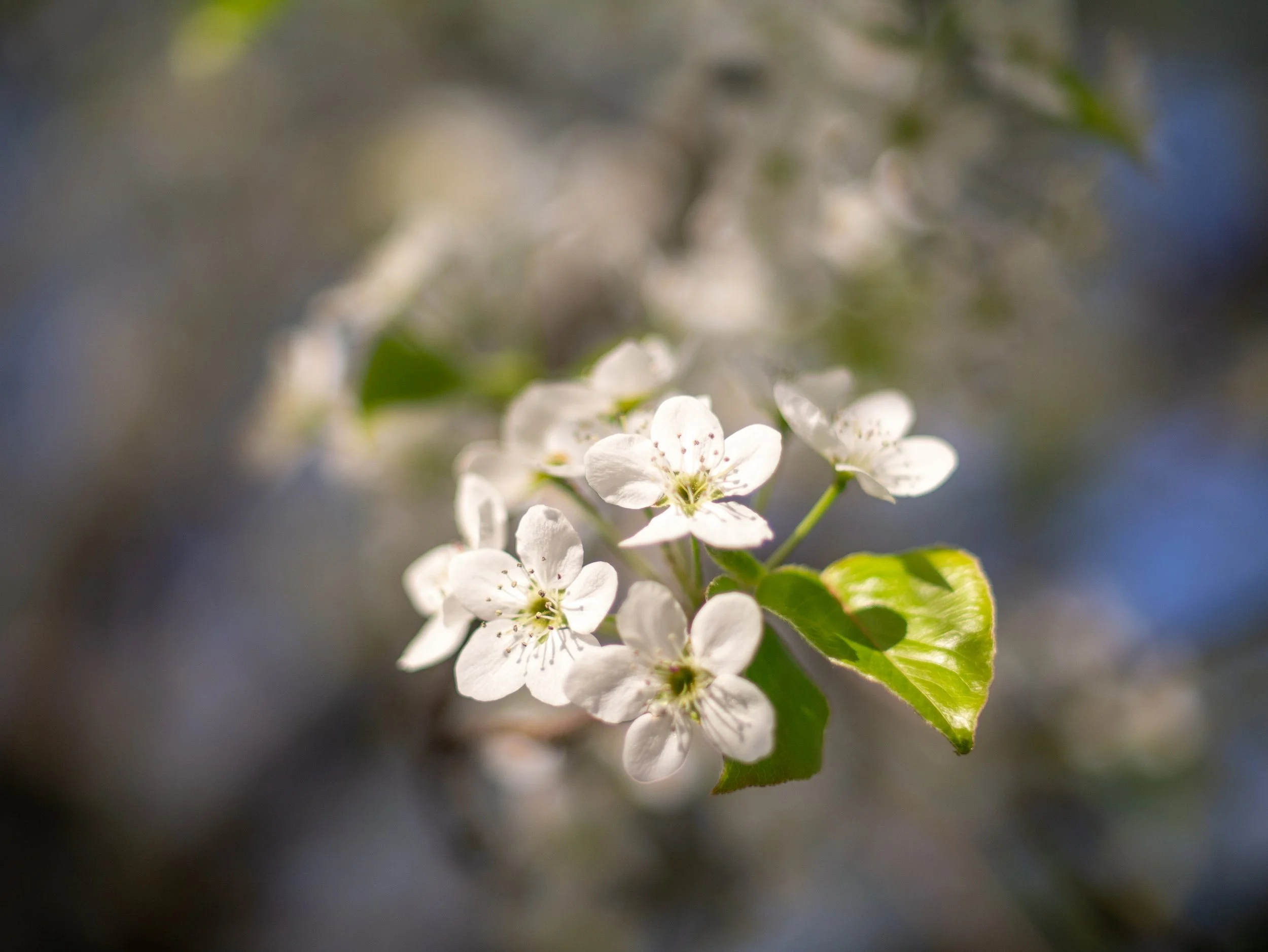 220509_Walk with Megan-16.jpg