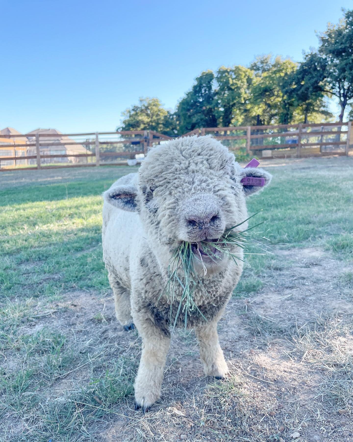 Winston wants you to #meetusatthebarn THIS Thursday, October 6th from 4-8pm for Pinewood Market!! 
.
.
.
.
.
#pinewood #pinewoodmarket