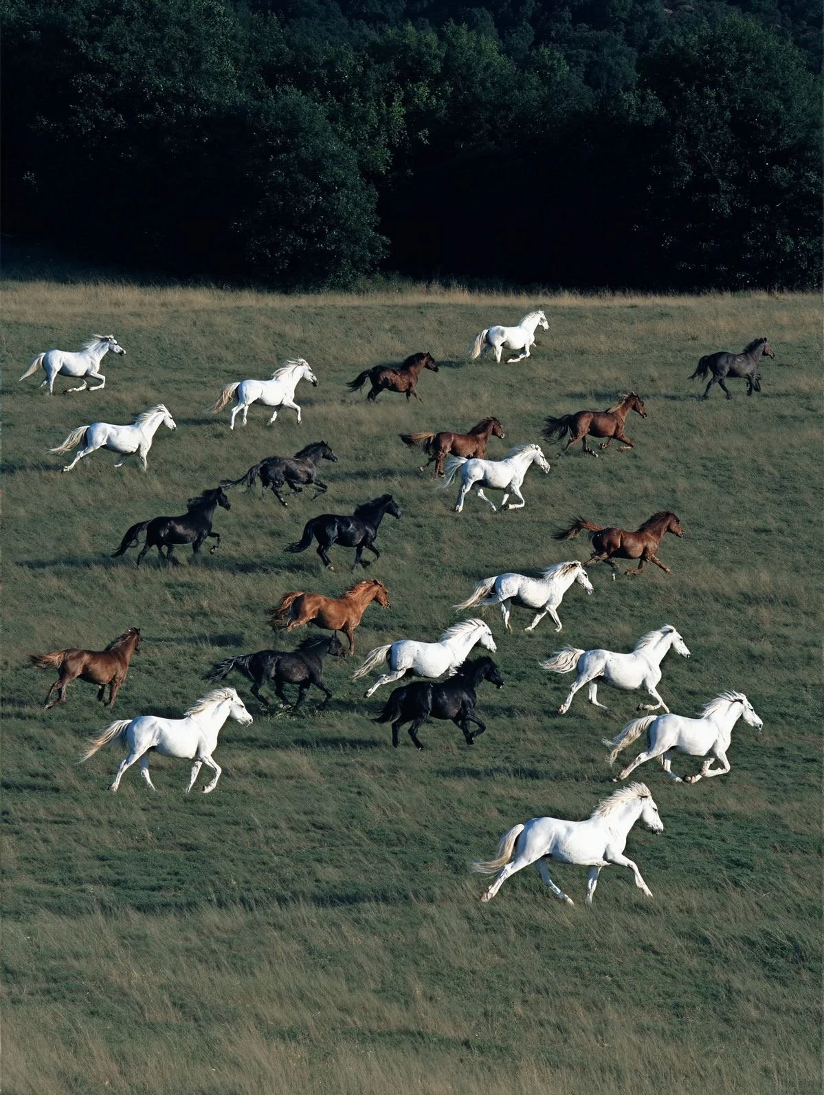 Lunar New Year: Welcoming the Year of the Horse