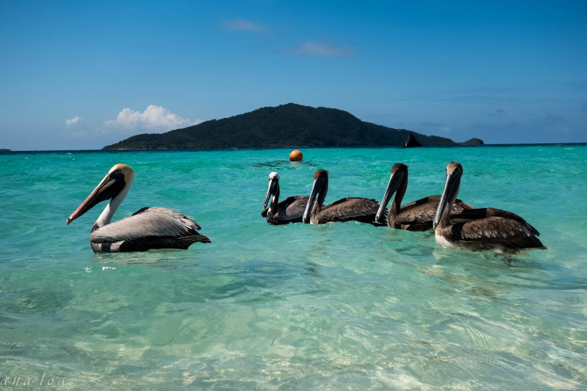 Top 12 Things to Do in Roatán Beyond the Beach – Adventure & Hidden ...