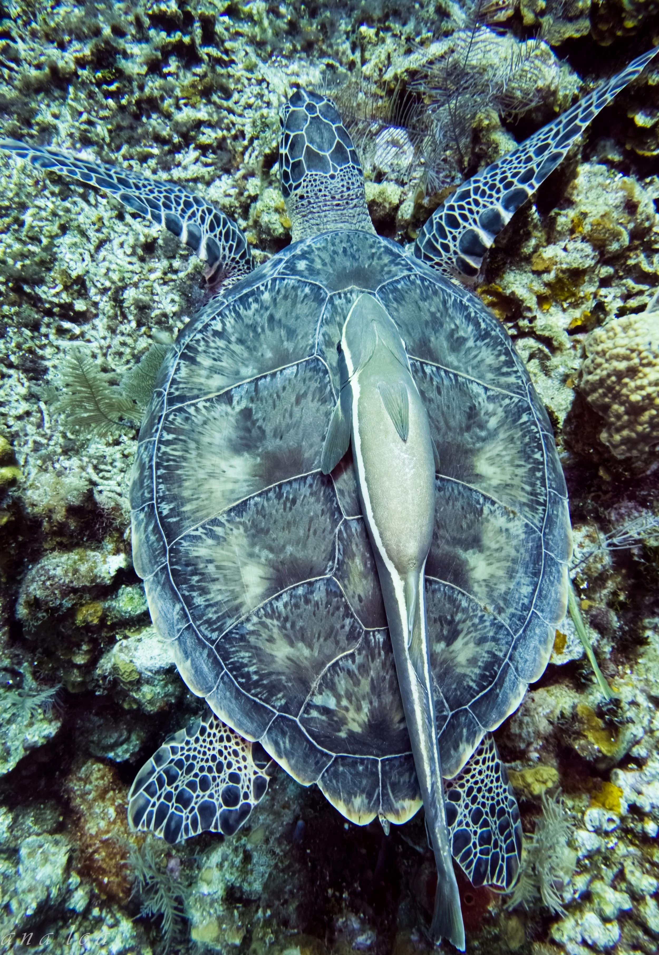 wesendi3 (1 of 1).jpg