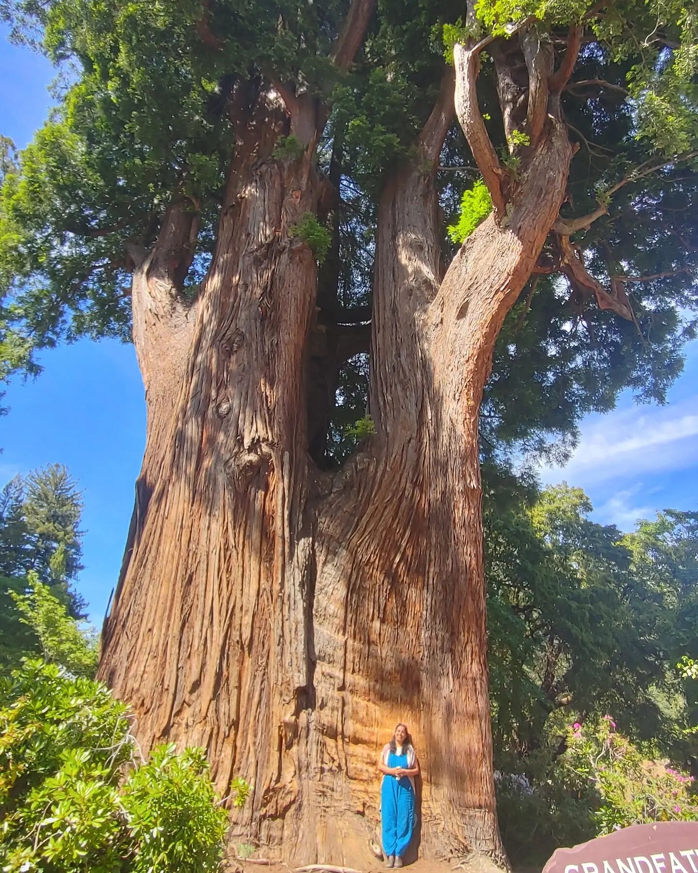 Being in the presence of this unbelievable 1800 year old tree in the Redwoods felt like the biggest blessing. I am so thankful to Grandfather Tree to be there for me on this trip where I am connecting so deeply to my Grandad. What a gift from the Uni