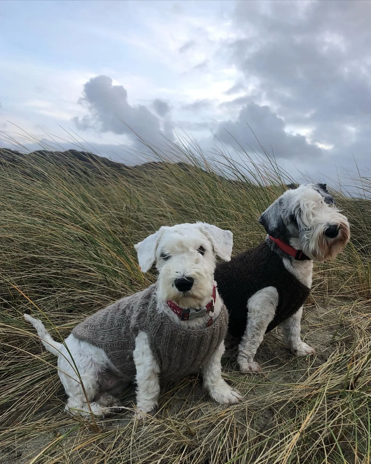 Doggy Bag
