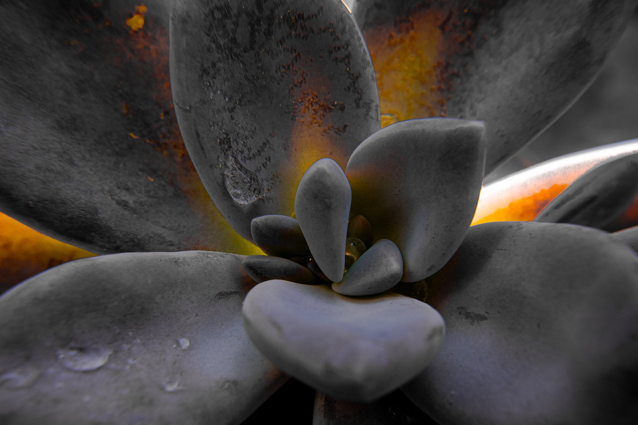 Succulent
