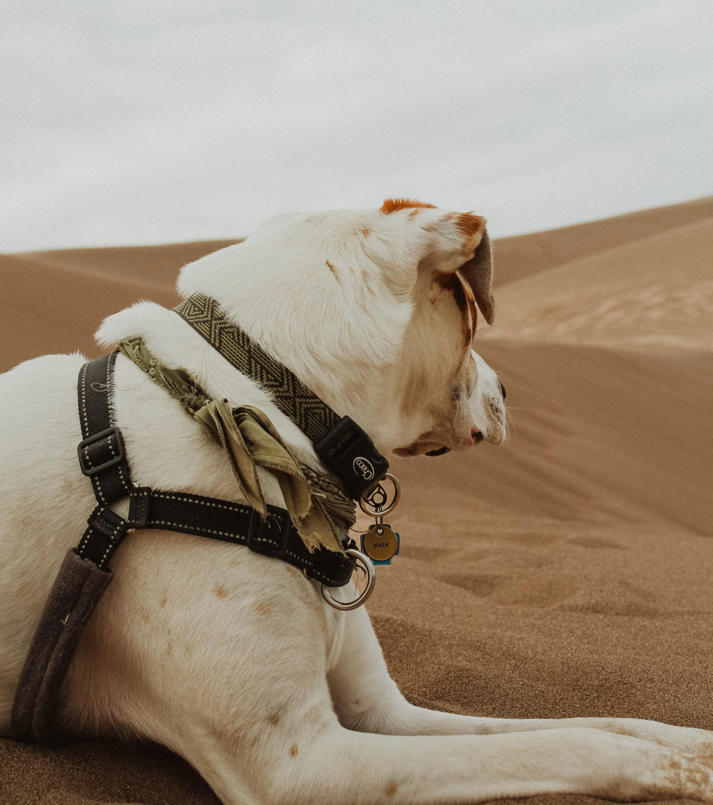 A dog with a collar and harness sitting on sand dunes in a desert landscape.