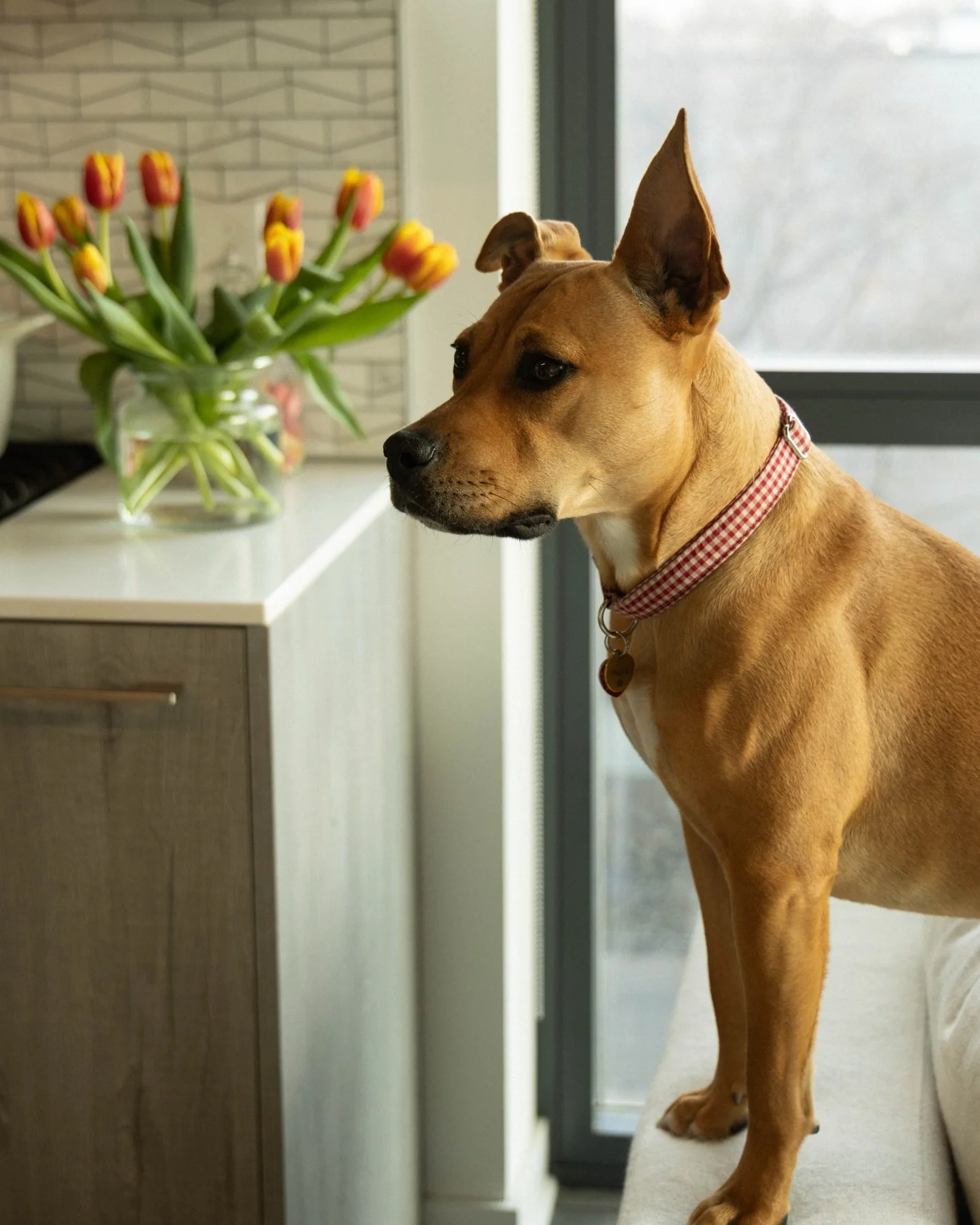 A cozy late afternoon spent with chaos monster Maple and her favorite people (and mine) at home in their beautiful Roscoe Village apartment.

To know her is to love her 🍁

Also @paigemerritt11 is a design wizard