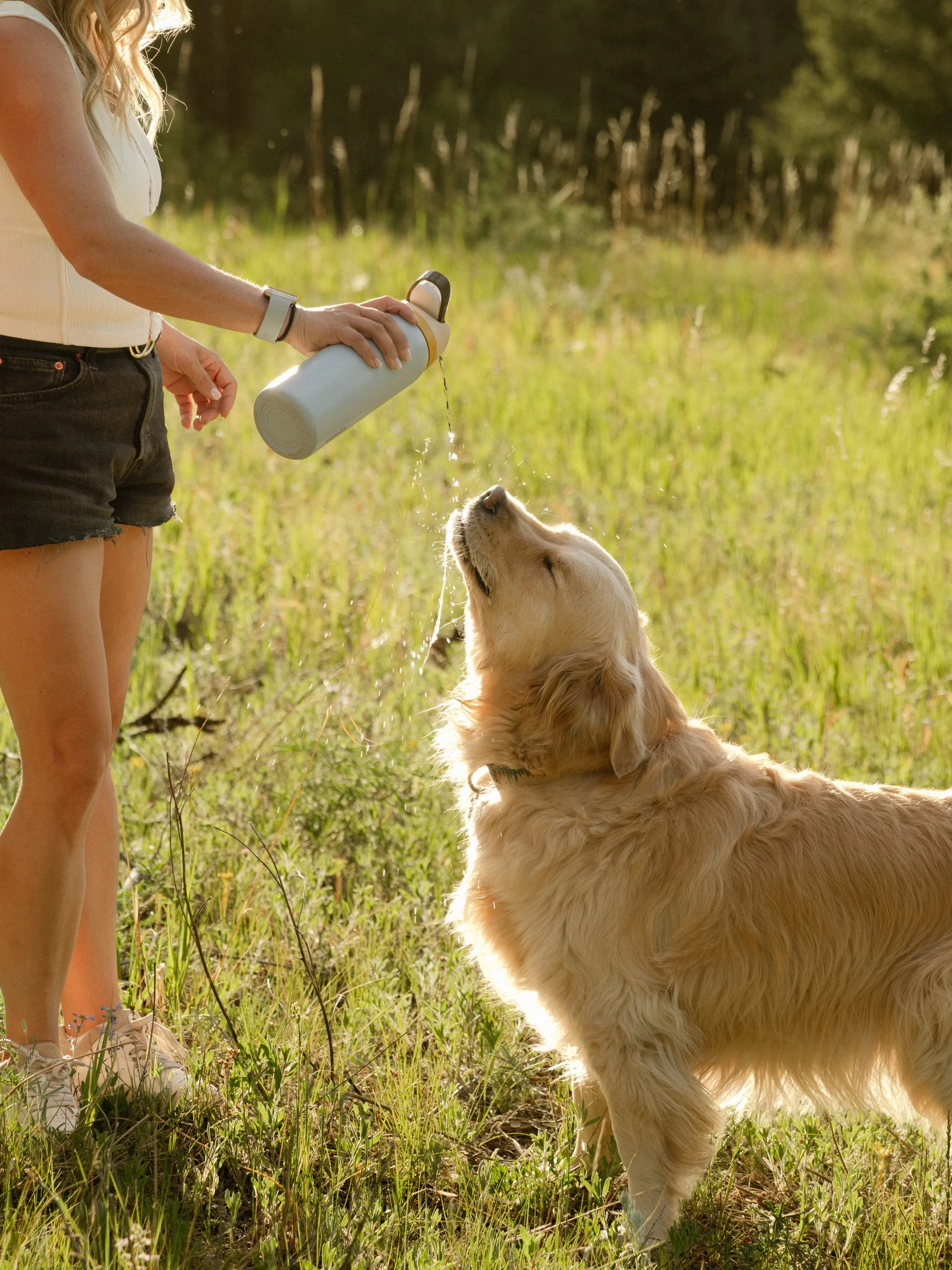 It&rsquo;s hot out there, this is a reminder to water your dog
