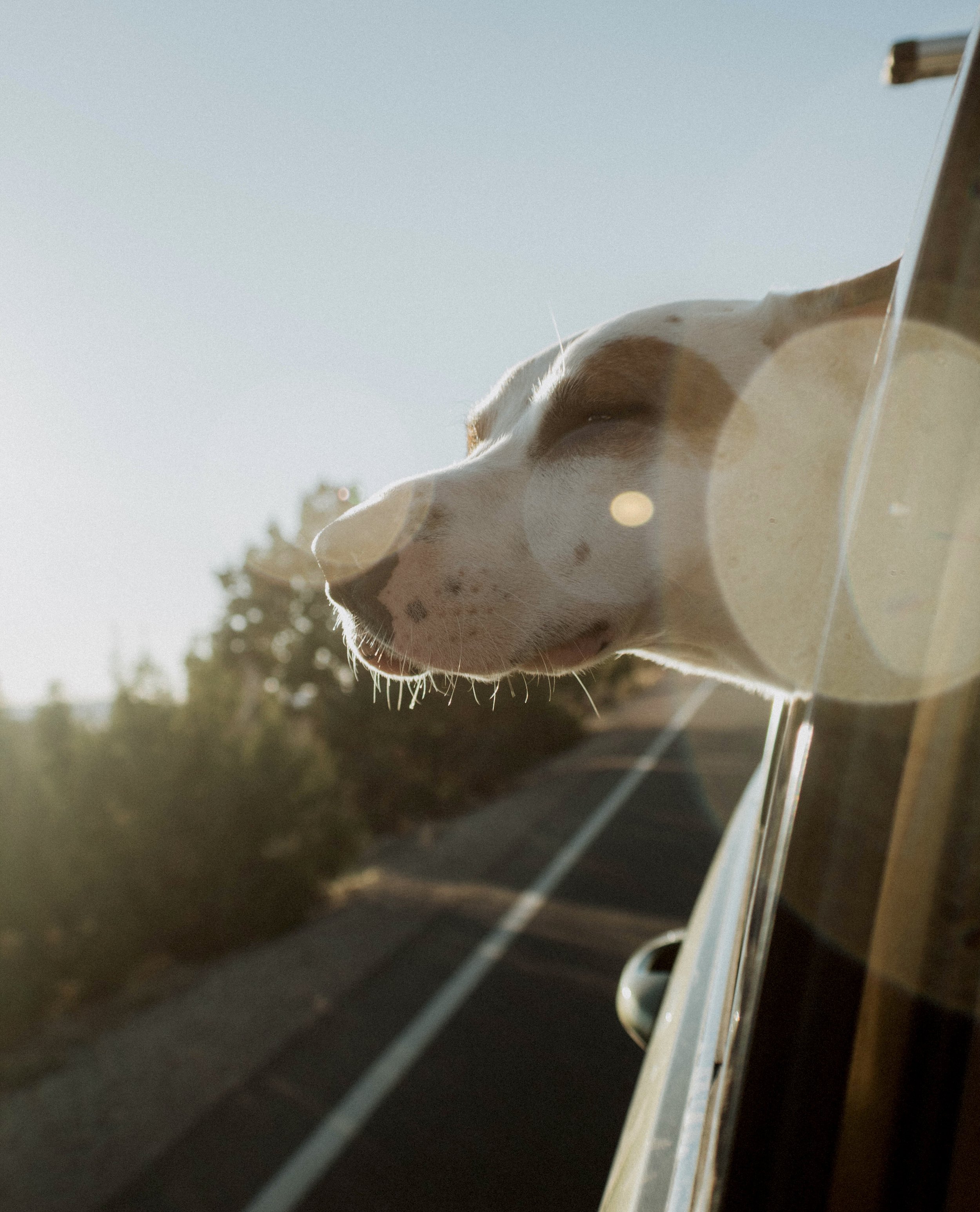 A dog with closed eyes leaning out of a car window with sunlight and trees in the background.