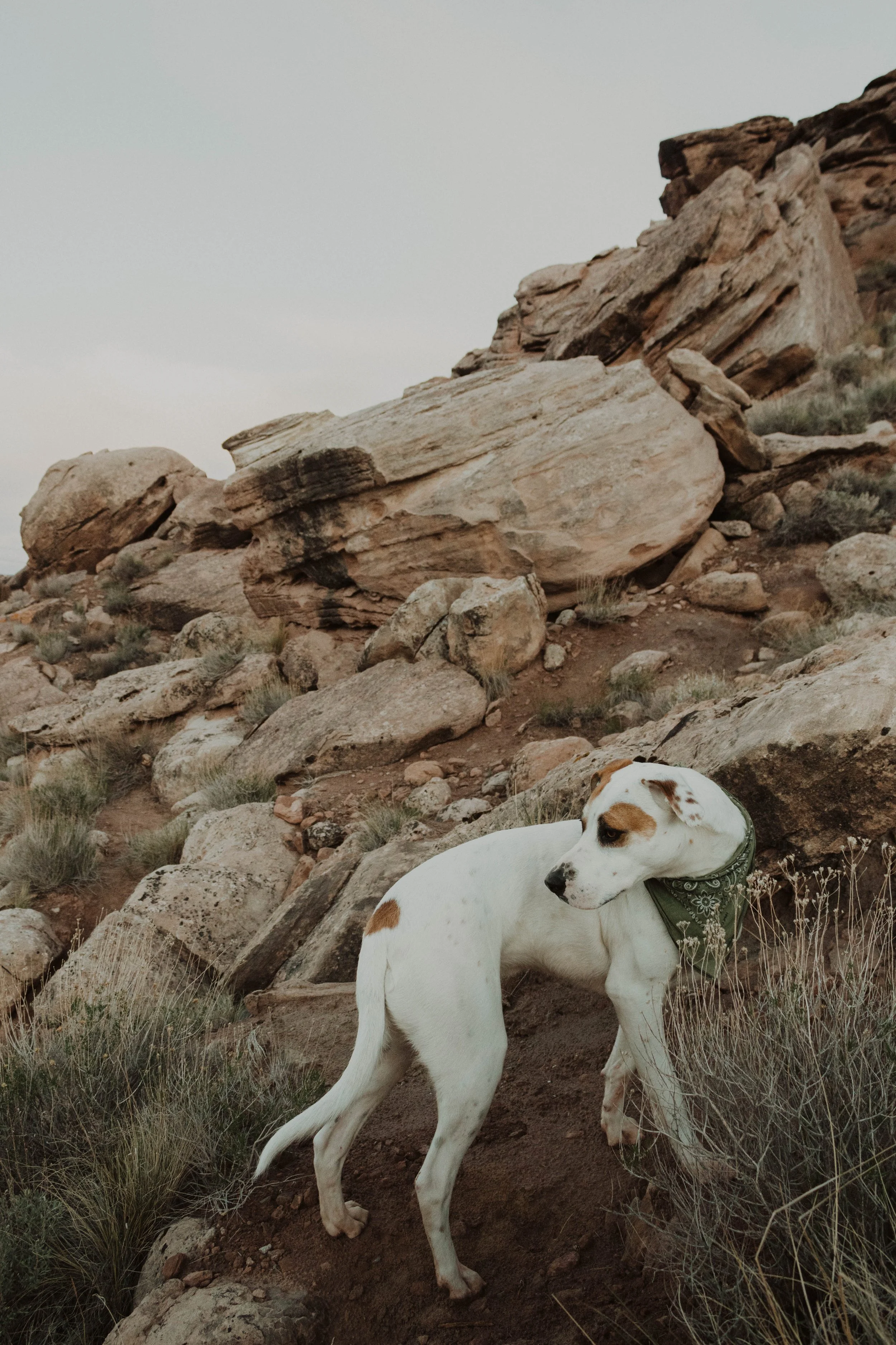A white dog with brown patches and a green bandana standing on a dirt trail among rocks and sparse vegetation during daytime in moab utah