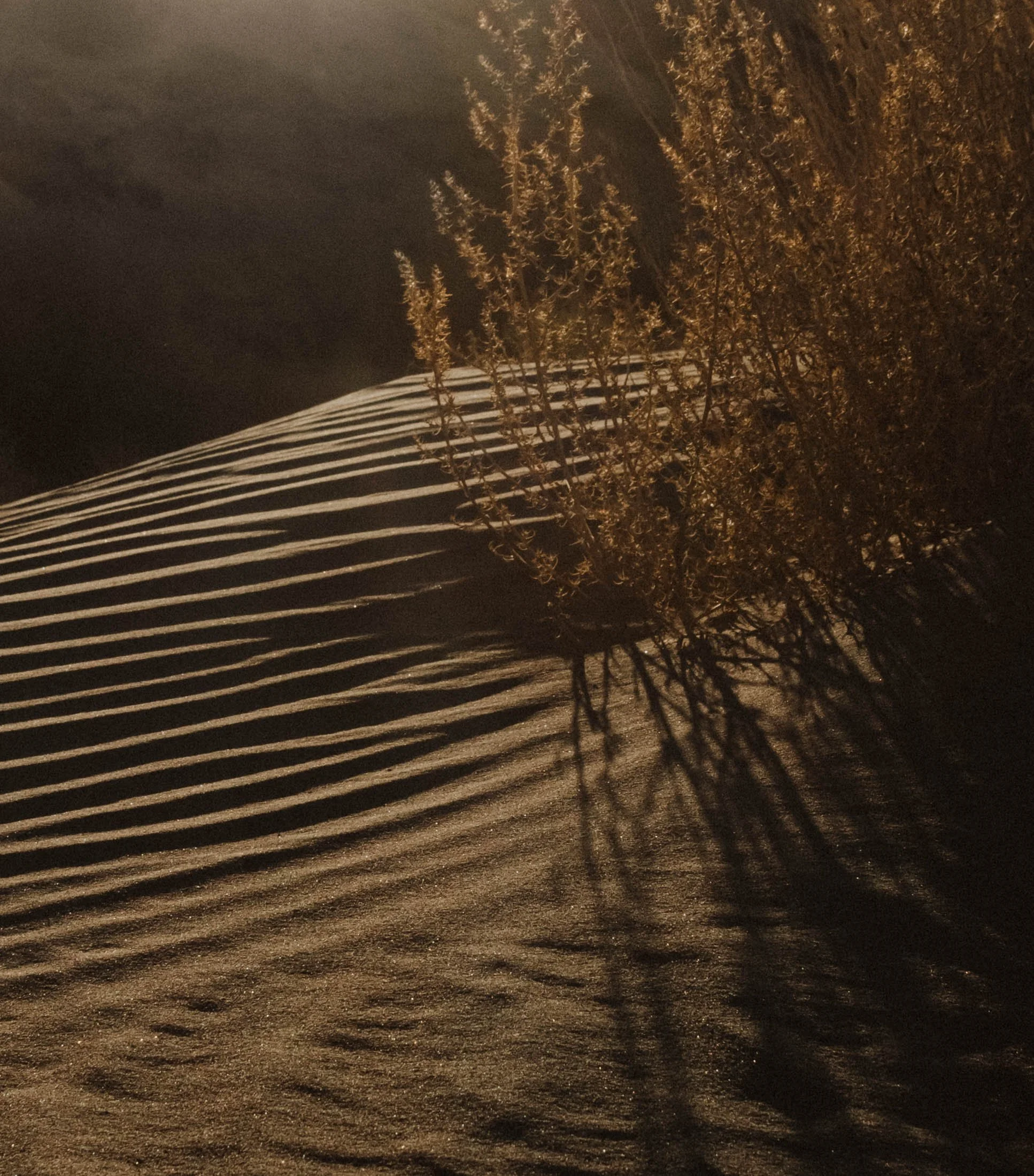 Sand dunes with striped pattern and a bush casting long shadows under warm lighting at night.