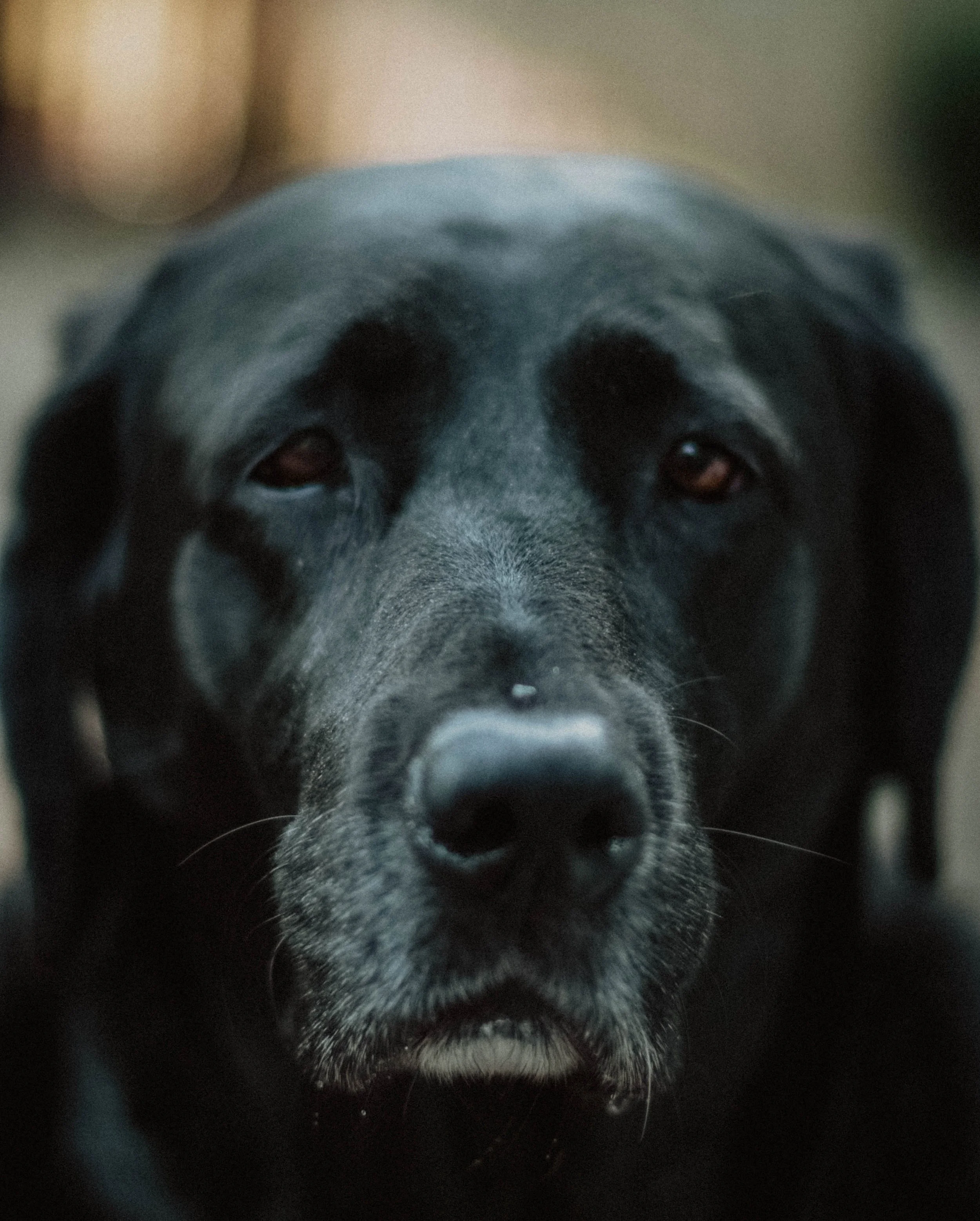 Close-up of a black dog with gray around the muzzle, looking directly at the camera.
