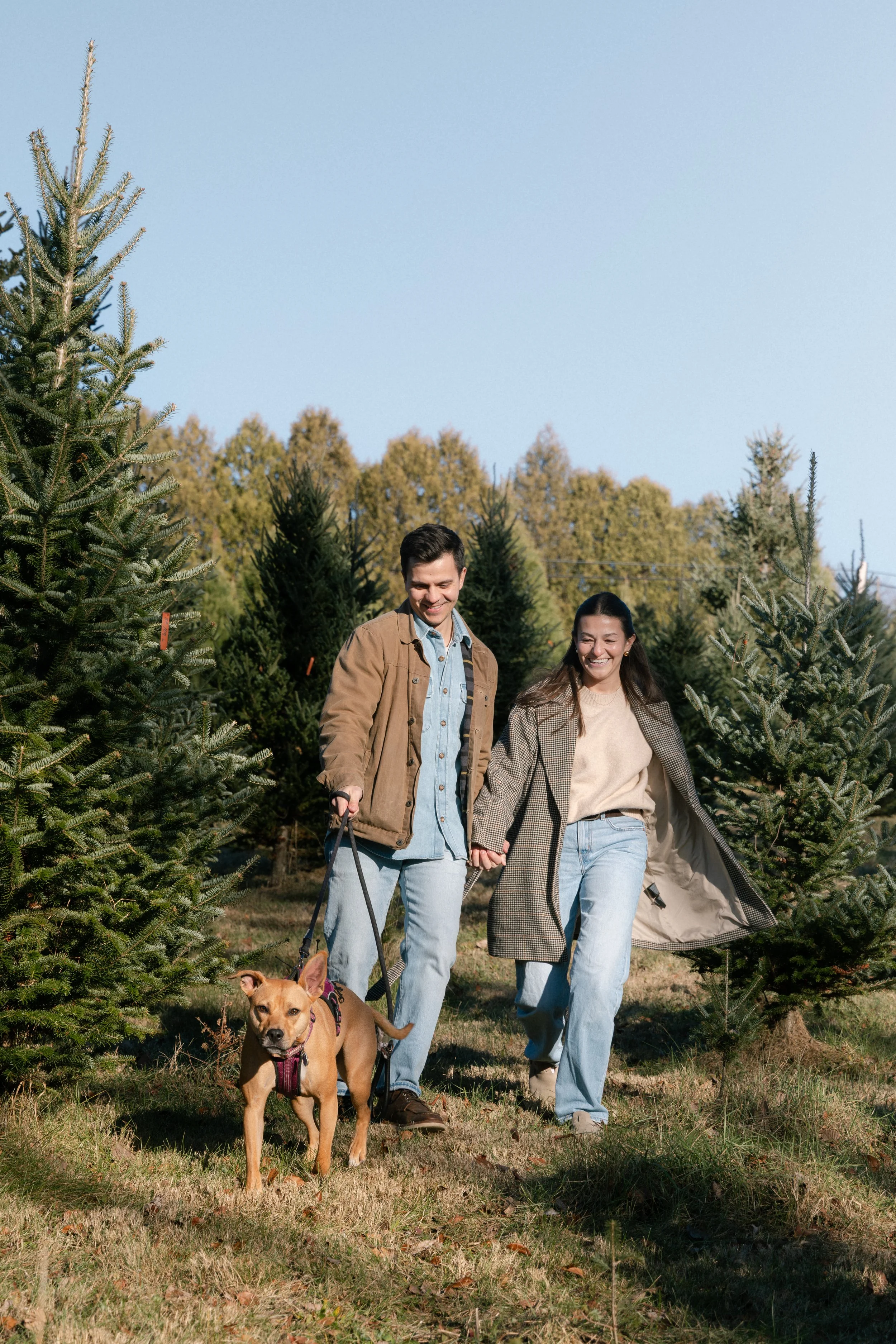 A happy couple walks through a Christmas tree farm, holding hands, with their dog. The man is wearing a brown jacket and jeans, and the woman is wearing a plaid coat and jeans. The dog is on a leash and wearing a harness.