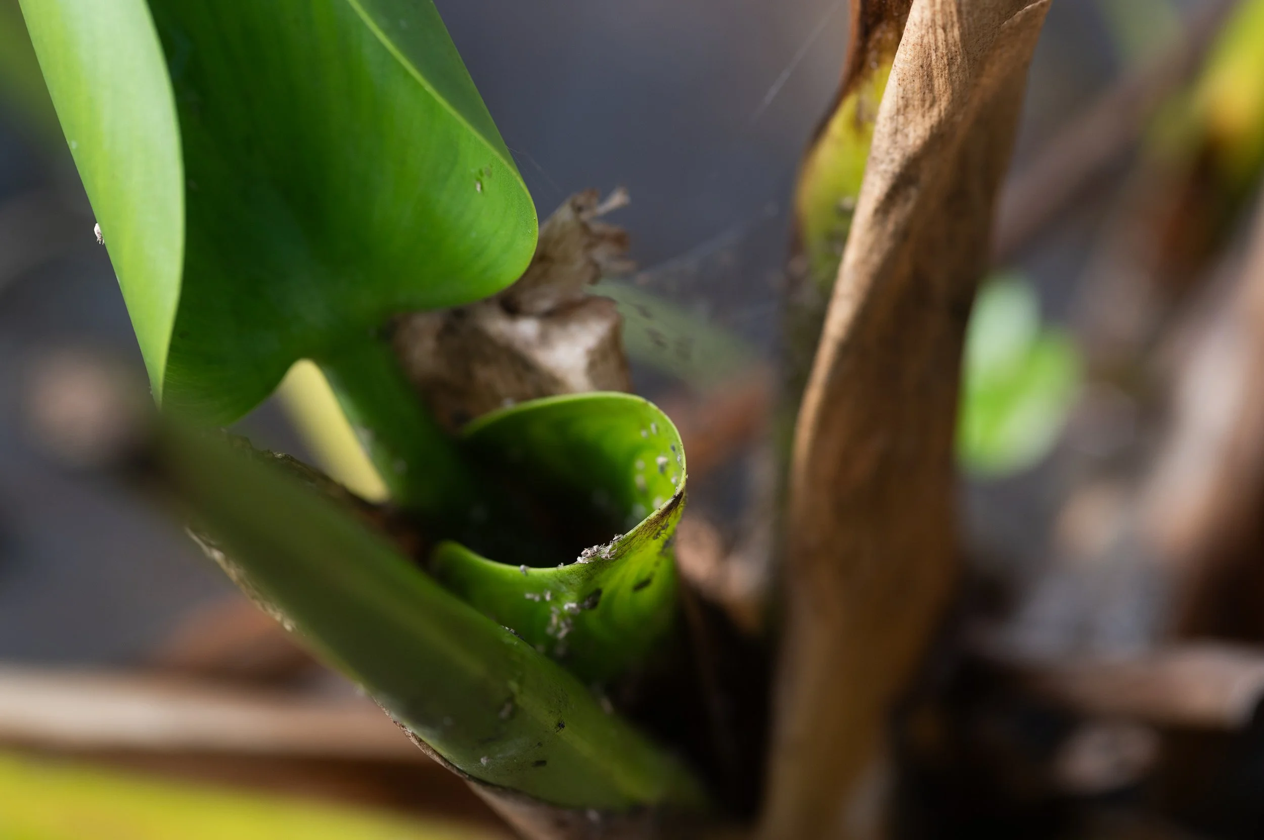 Una planta de camalote infestada con Megamelus scutellaris en la Reserva Natural Laguna de San Vicente, domingo 9 de agosto del 2026.