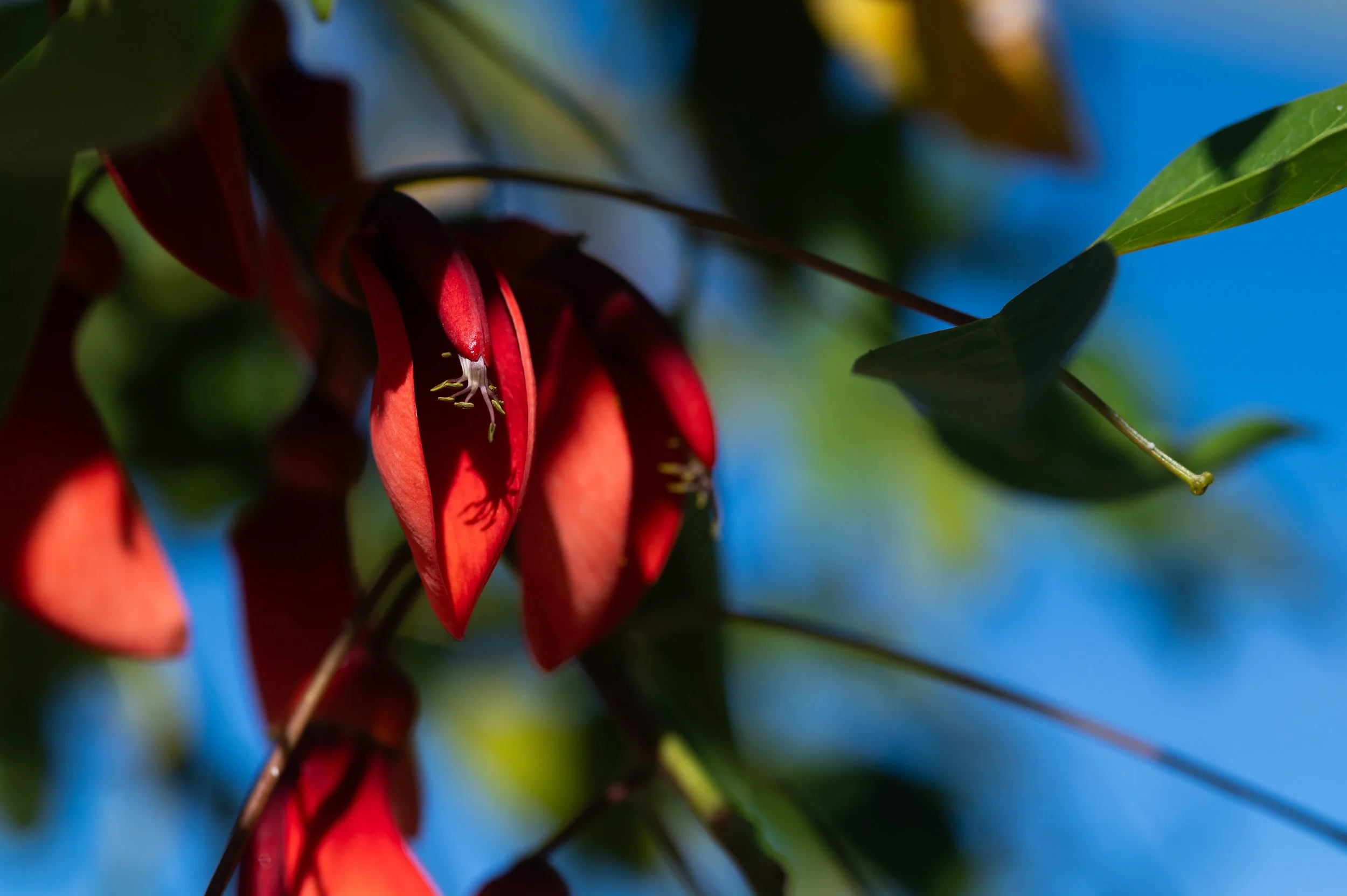 Las plantas nativas ahora tienen revancha en Buenos Aires