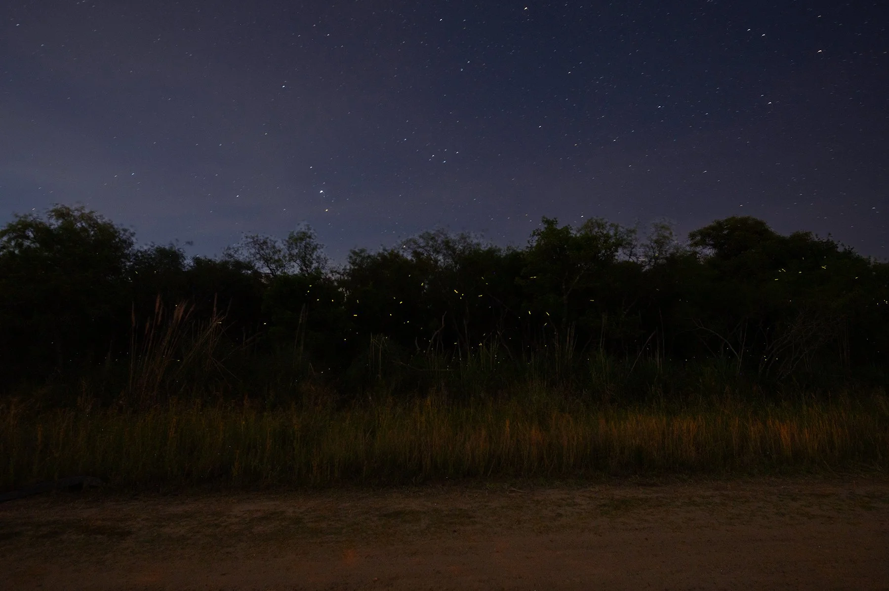 Especialistas buscan recuperar a las luciérnagas en Argentina