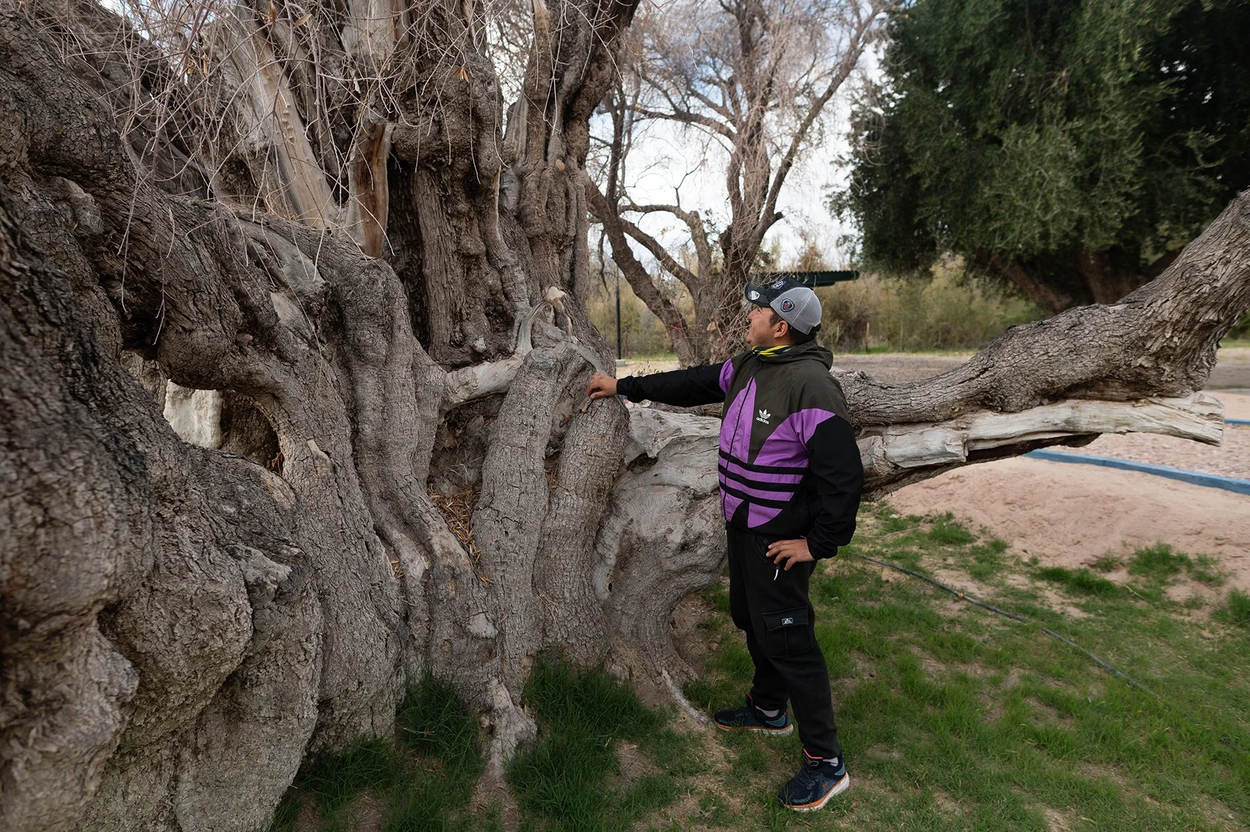 El abuelo de los olivos argentinos agoniza: ¿qué le pasa?